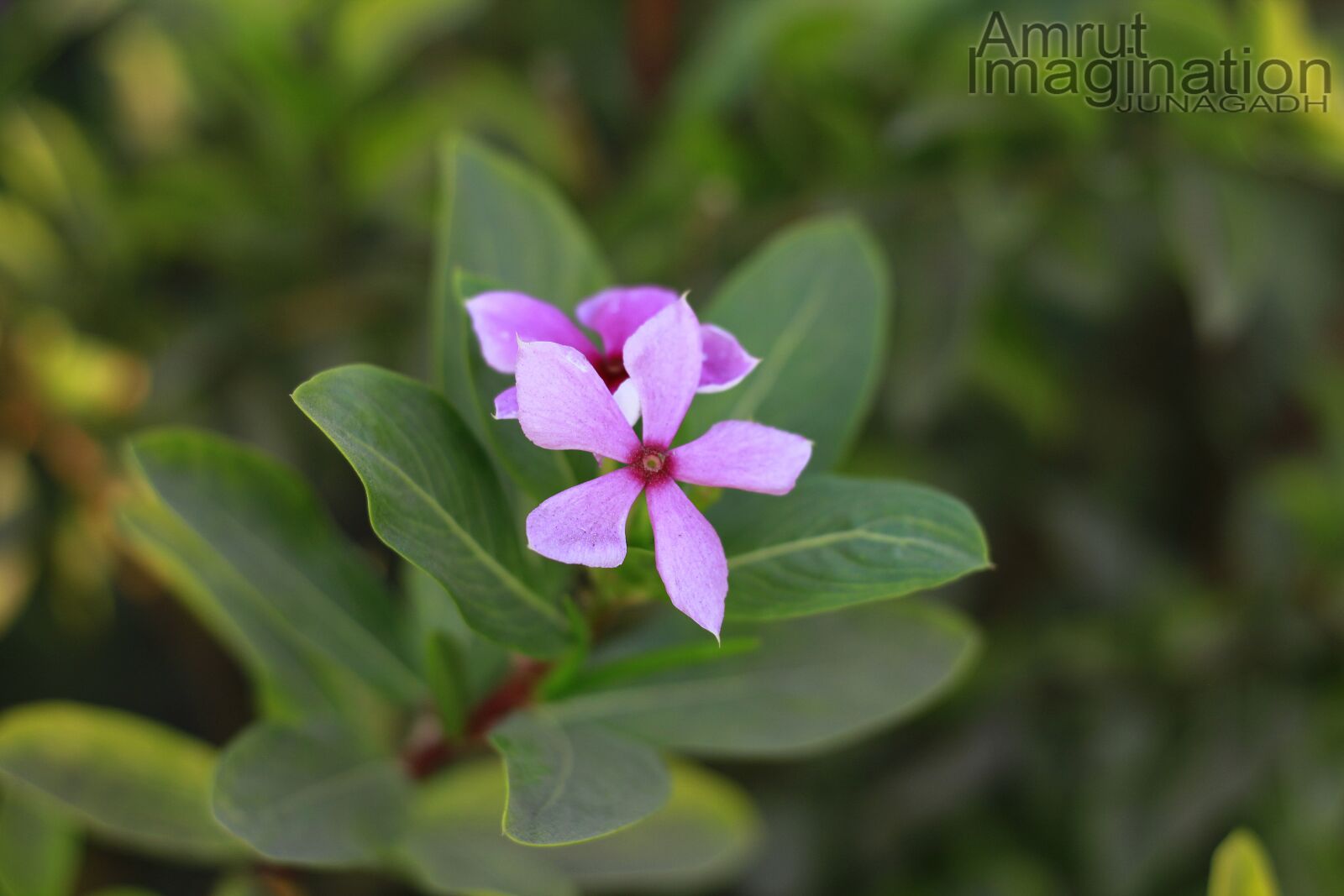 Canon EOS 1300D (EOS Rebel T6 / EOS Kiss X80) + Canon EF 50mm F1.8 STM sample photo. Flower, periwinkle, nature photography