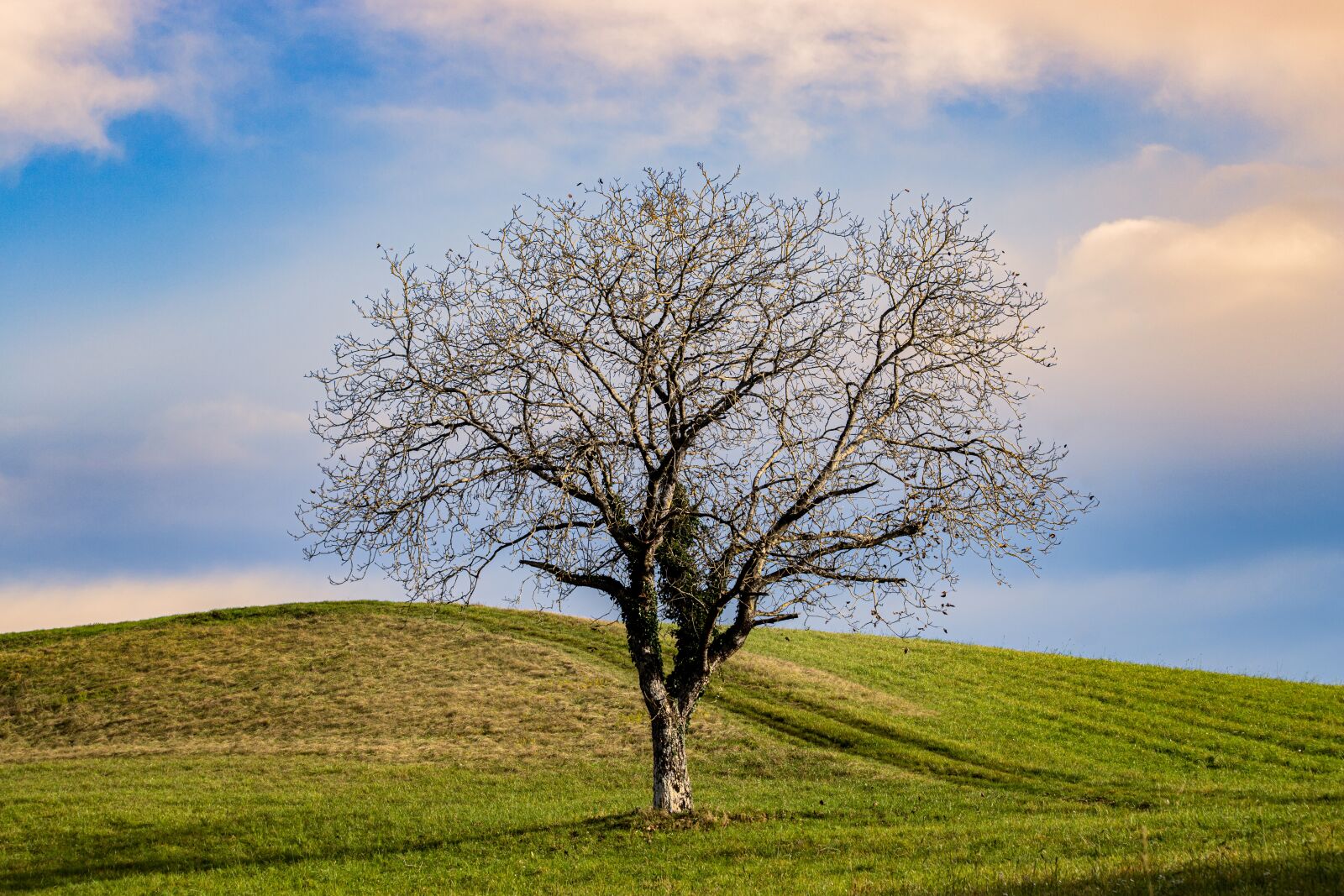 Canon EF 70-300mm F4-5.6 IS USM sample photo. Deciduous tree, tree, autumn photography