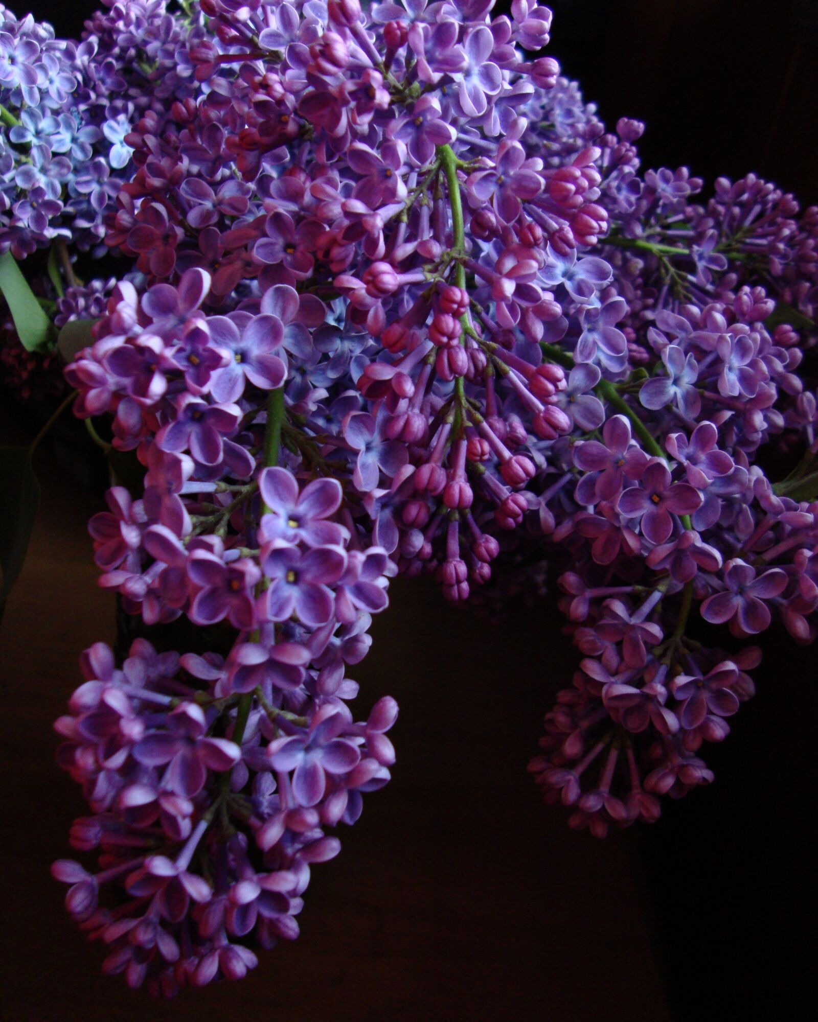 Sony Cyber-shot DSC-W230 sample photo. Lilac, flower, purple photography