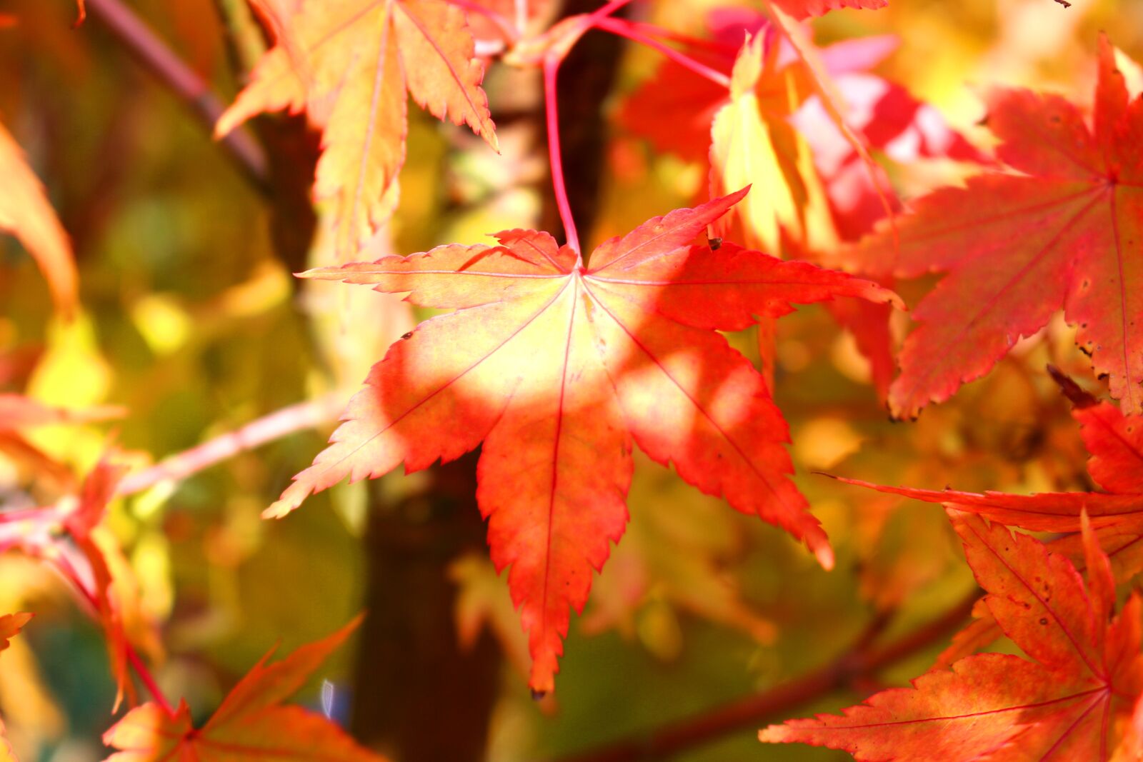 Canon EOS 700D (EOS Rebel T5i / EOS Kiss X7i) sample photo. Red leaves, fall foliage photography