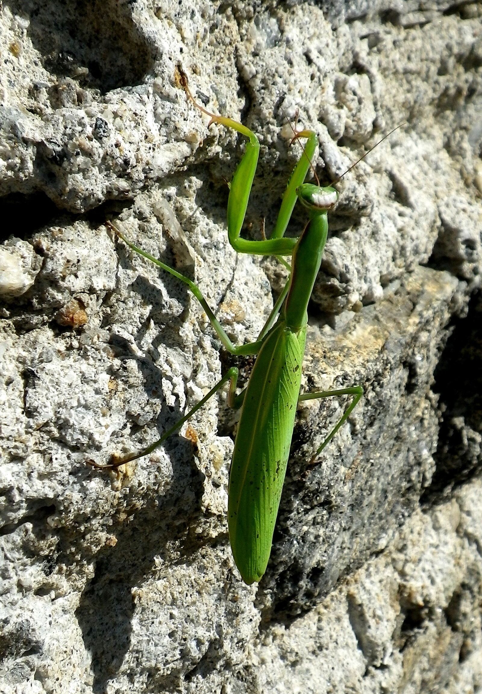 Pentax Optio W90 sample photo. Praying mantis, mantodea, close photography
