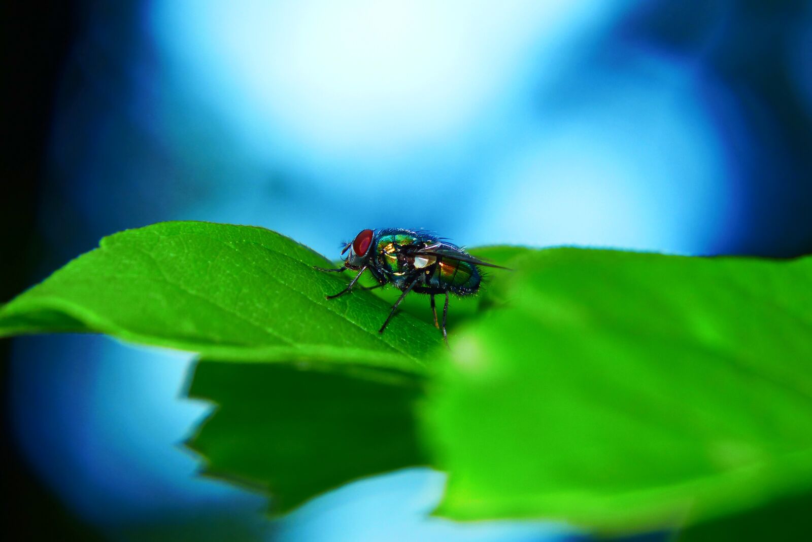 Panasonic Lumix DMC-FZ200 sample photo. Padlin wka imperial, much photography