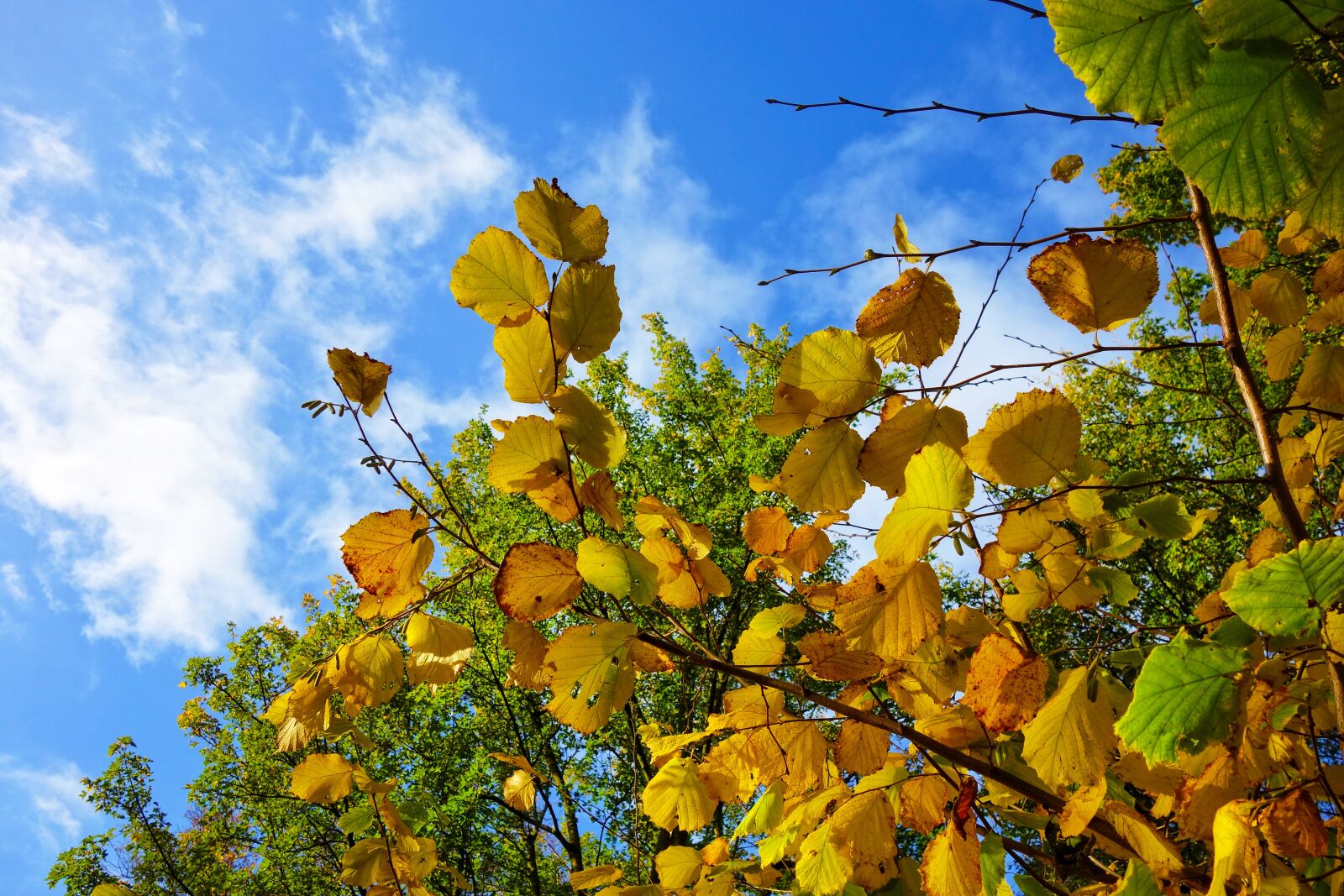Sony Cyber-shot DSC-RX100 sample photo. Branch, leaves, foliage photography