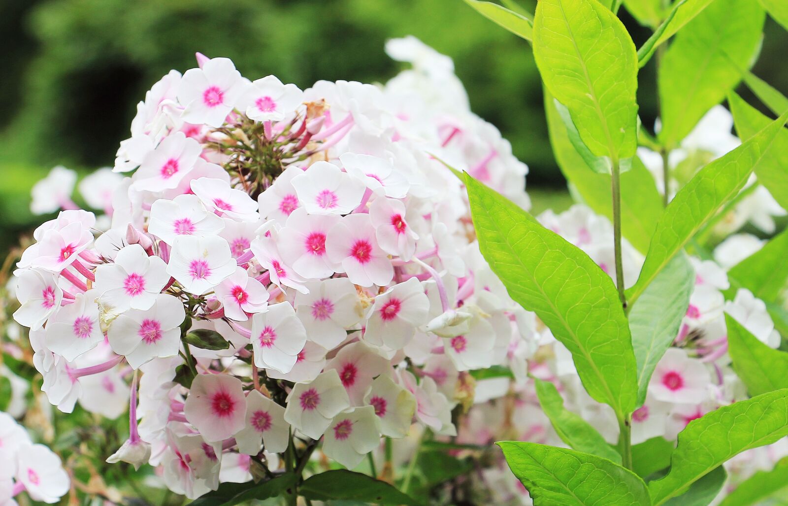 Canon EOS 550D (EOS Rebel T2i / EOS Kiss X4) sample photo. Phlox, flame flower, flower photography