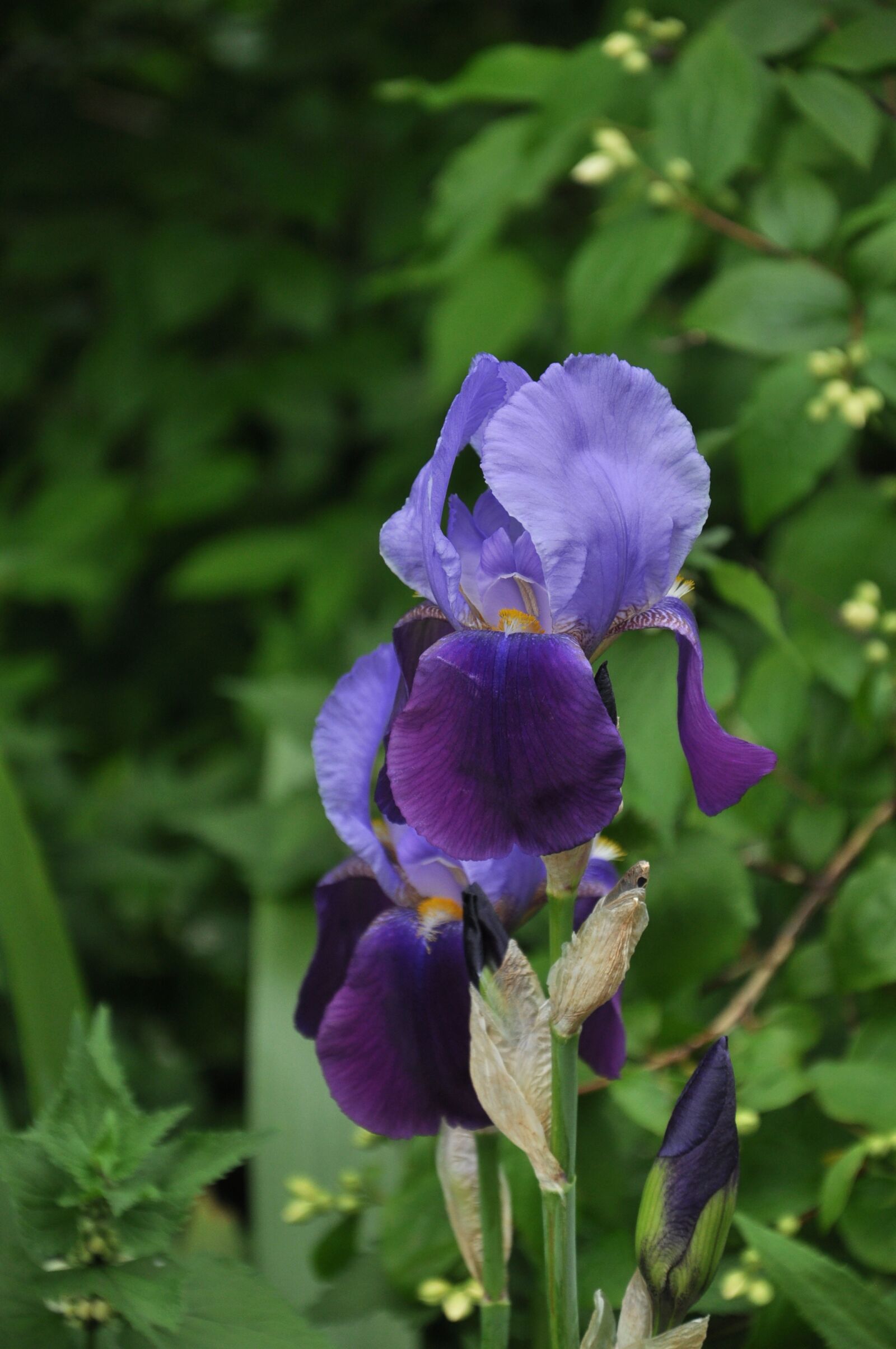 Nikon D90 sample photo. Irises, flowers, nature photography