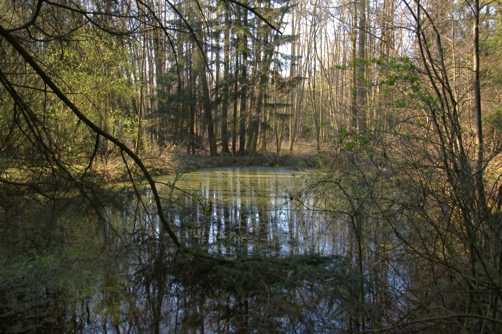 Nikon D5600 sample photo. Forest, lake, nature photography