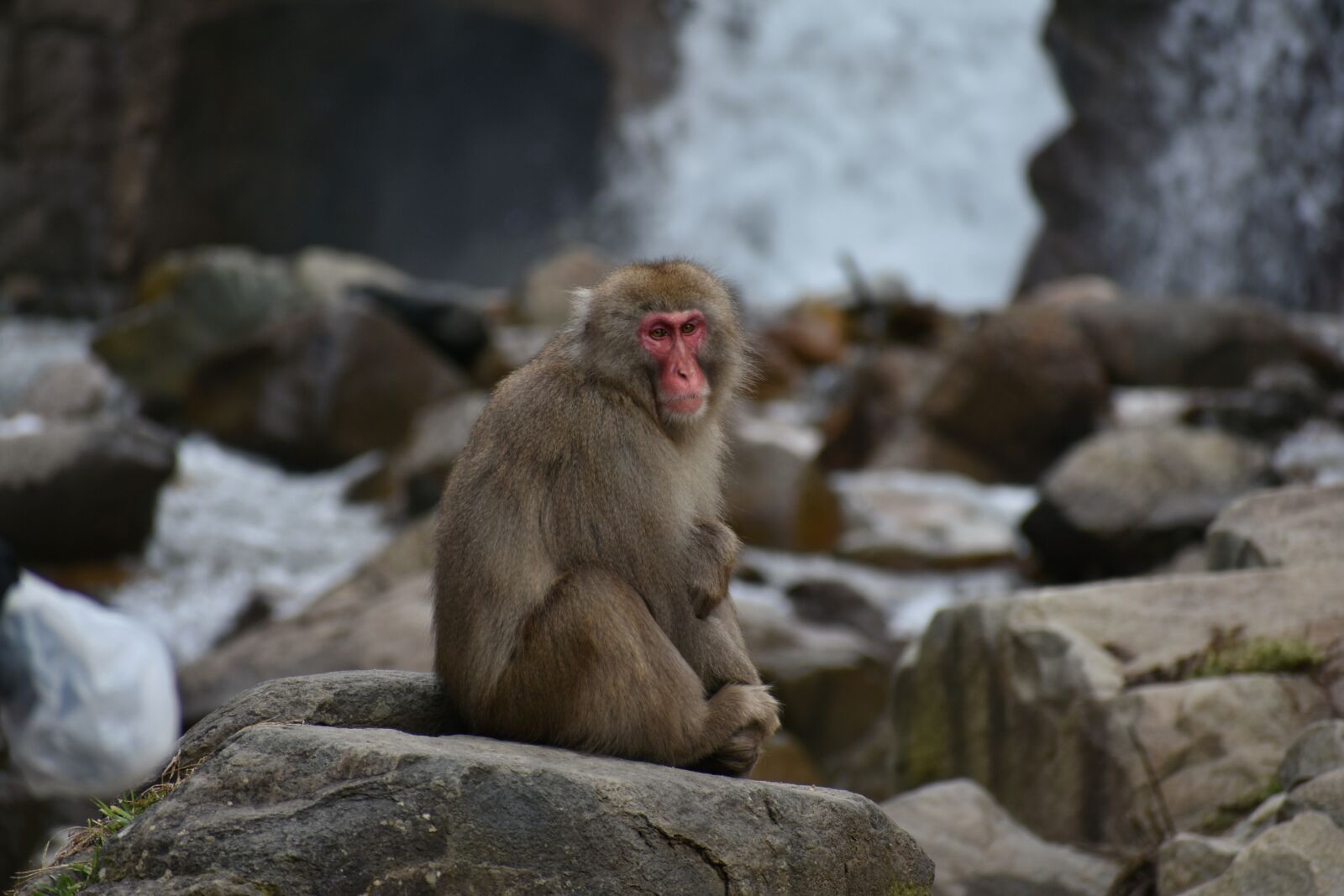 Nikon D7200 sample photo. Animal, monkey, baby japanese photography
