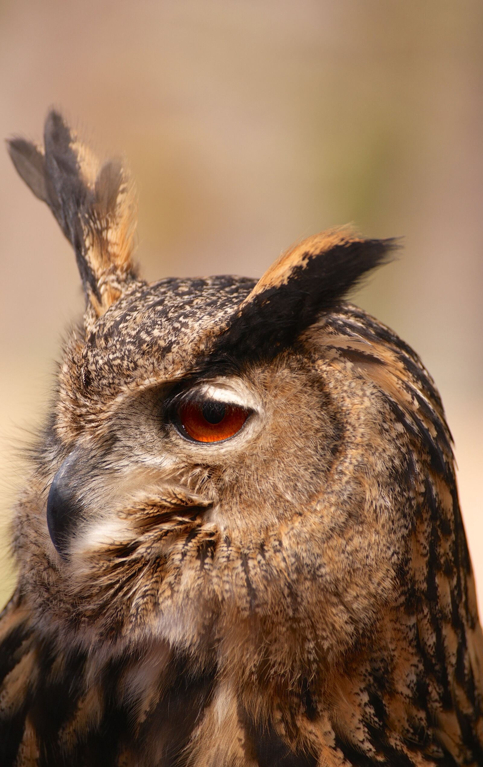 Sony Alpha DSLR-A350 sample photo. Owl, bird, animal photography