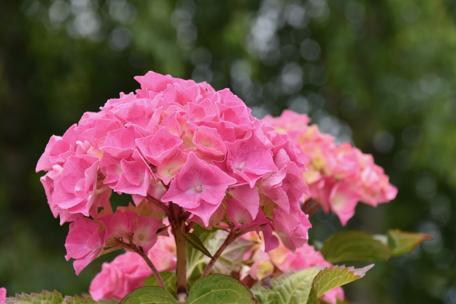 Nikon D5600 sample photo. Flower, flower hydrangea, pink photography