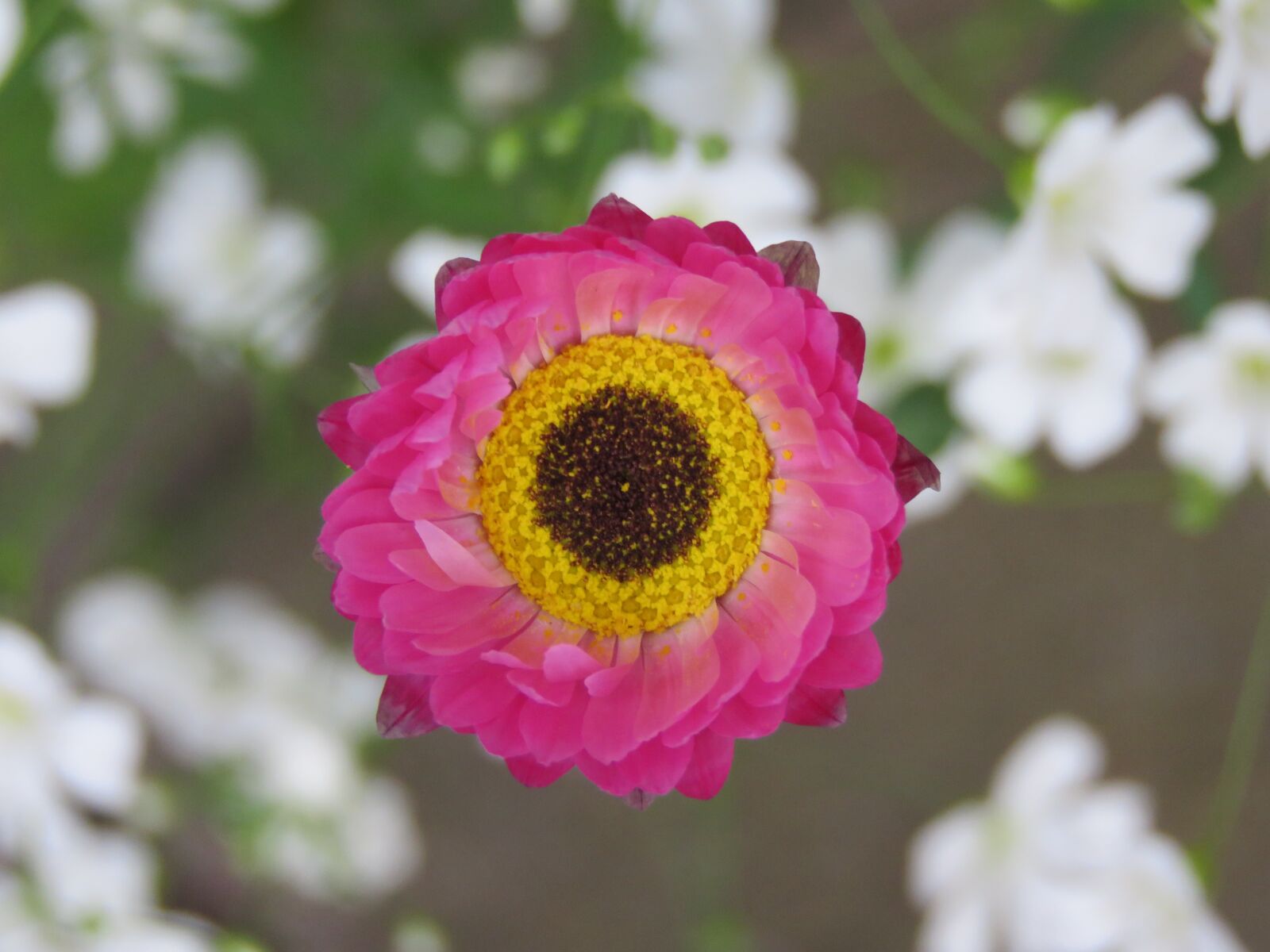 Canon PowerShot SX60 HS sample photo. Flower, yellow, pink photography