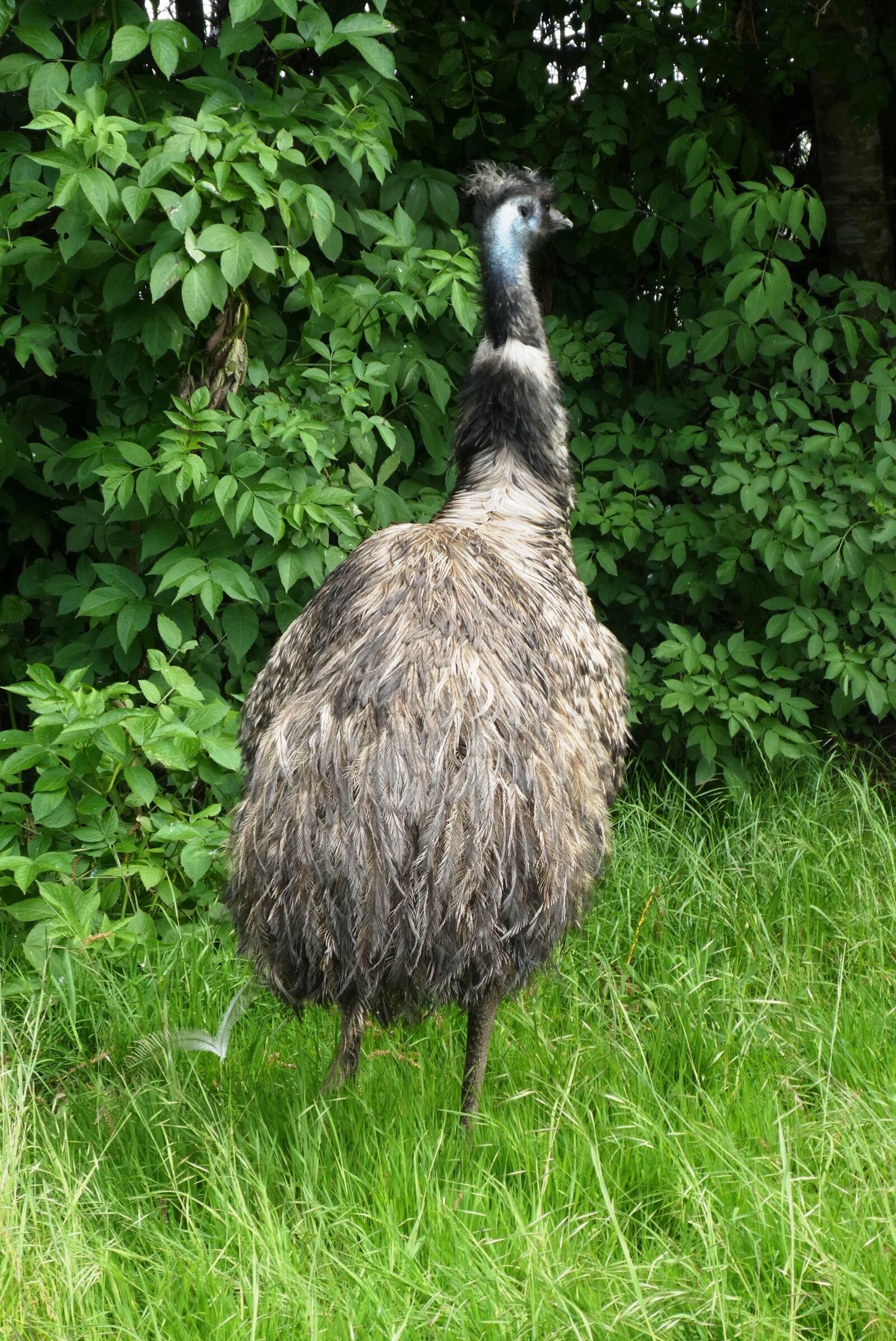 Panasonic Lumix DC-ZS70 (Lumix DC-TZ90) sample photo. Emu, dromaius novaehollandiae, species photography