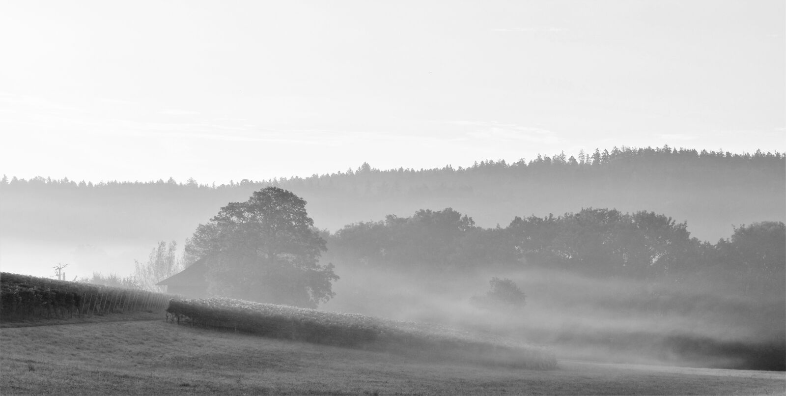 Nikon D5500 sample photo. Morgenstimmung, sunrise, skies photography