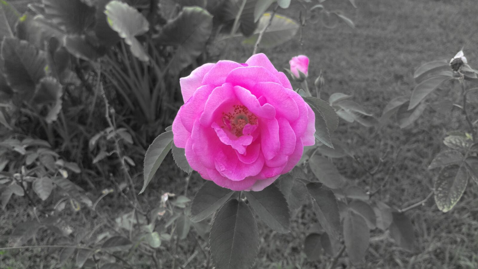 HTC ONE M9 sample photo. Pink, flowers, rose photography
