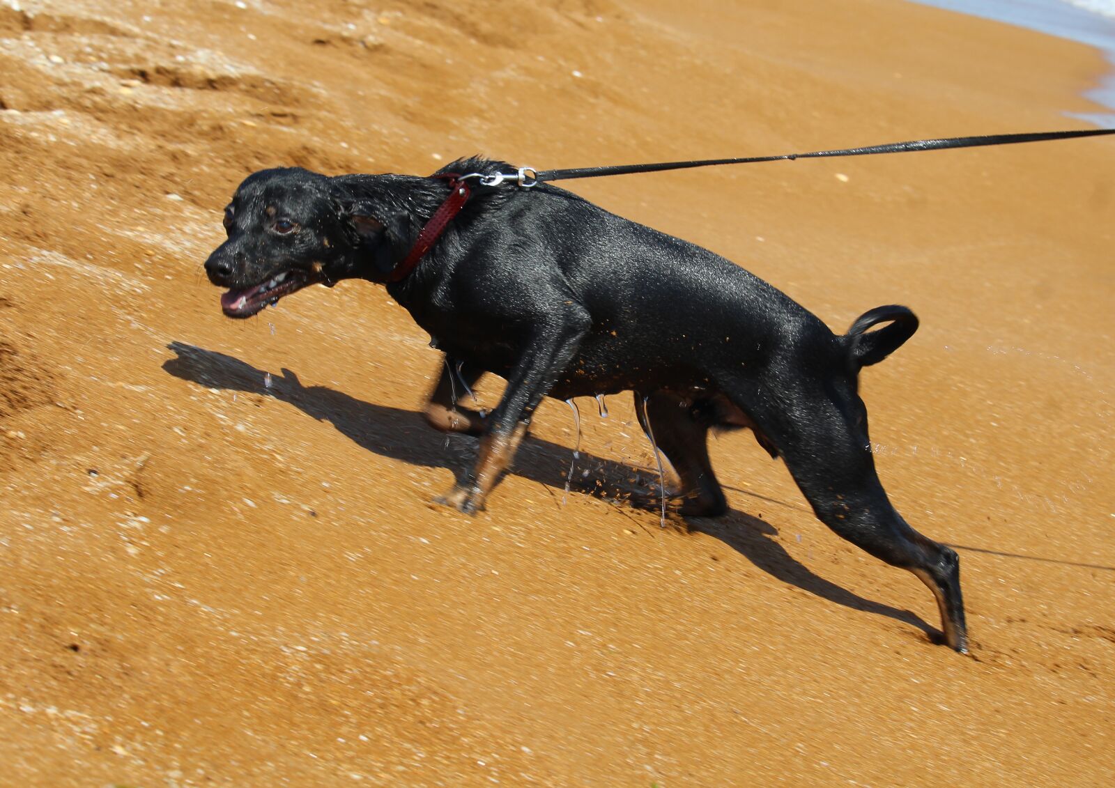 Canon EOS 1200D (EOS Rebel T5 / EOS Kiss X70 / EOS Hi) sample photo. Dog, sea, animal photography
