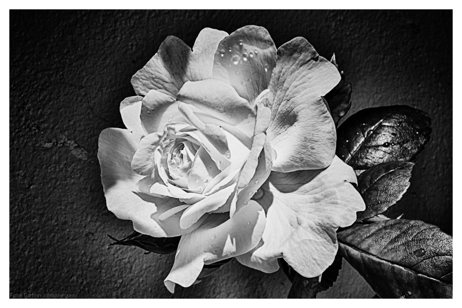 Nikon D5200 sample photo. Ros, flower, leaf photography