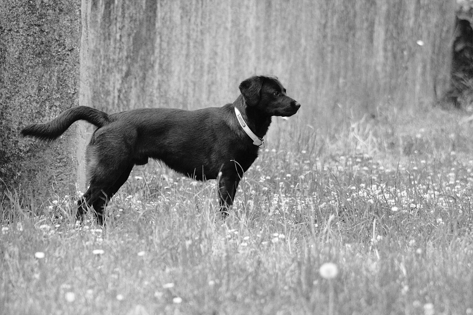Nikon D5200 sample photo. Dog, canine, animal photography