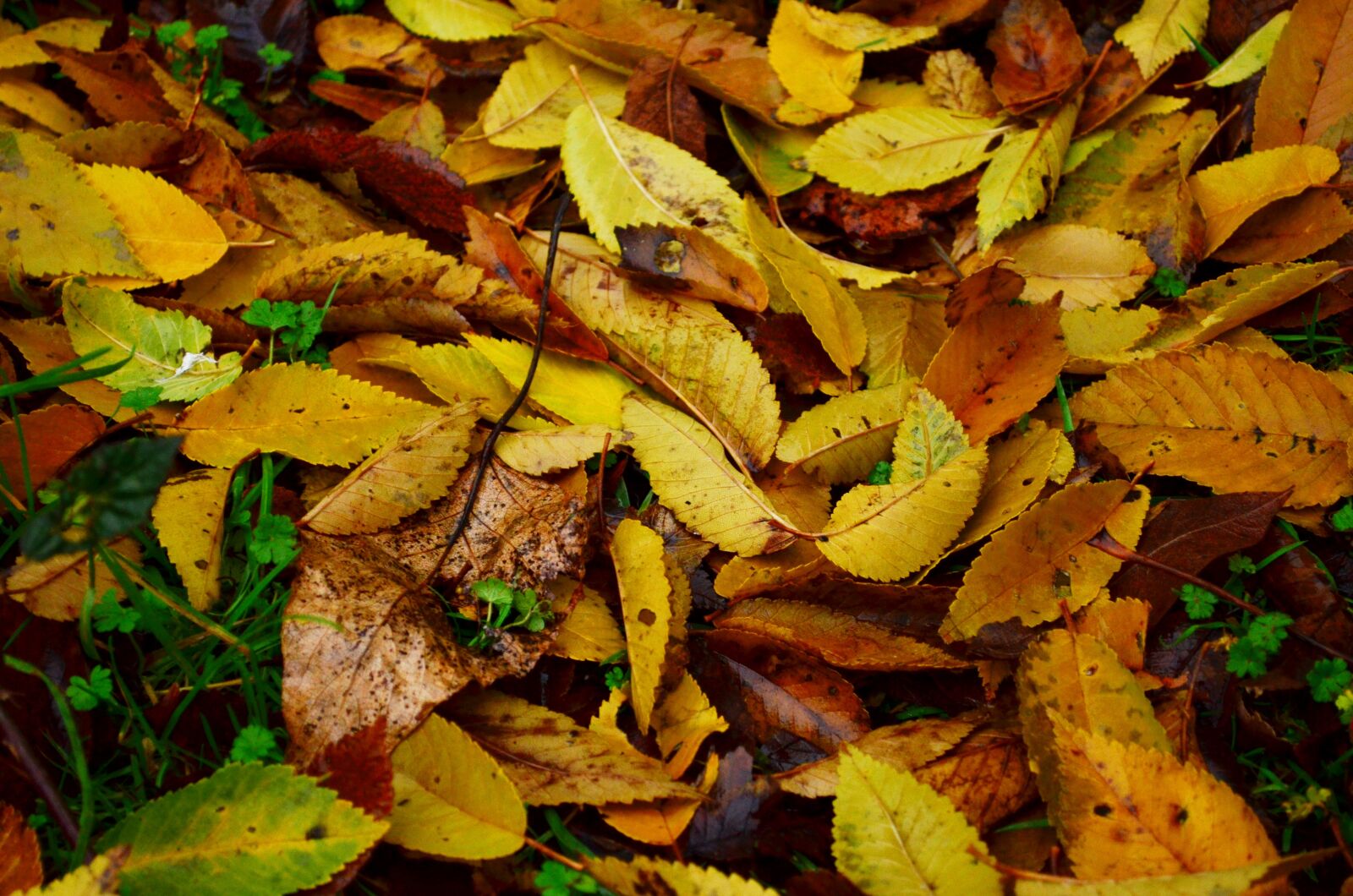 Nikon D5100 sample photo. Leaves, on the ground photography
