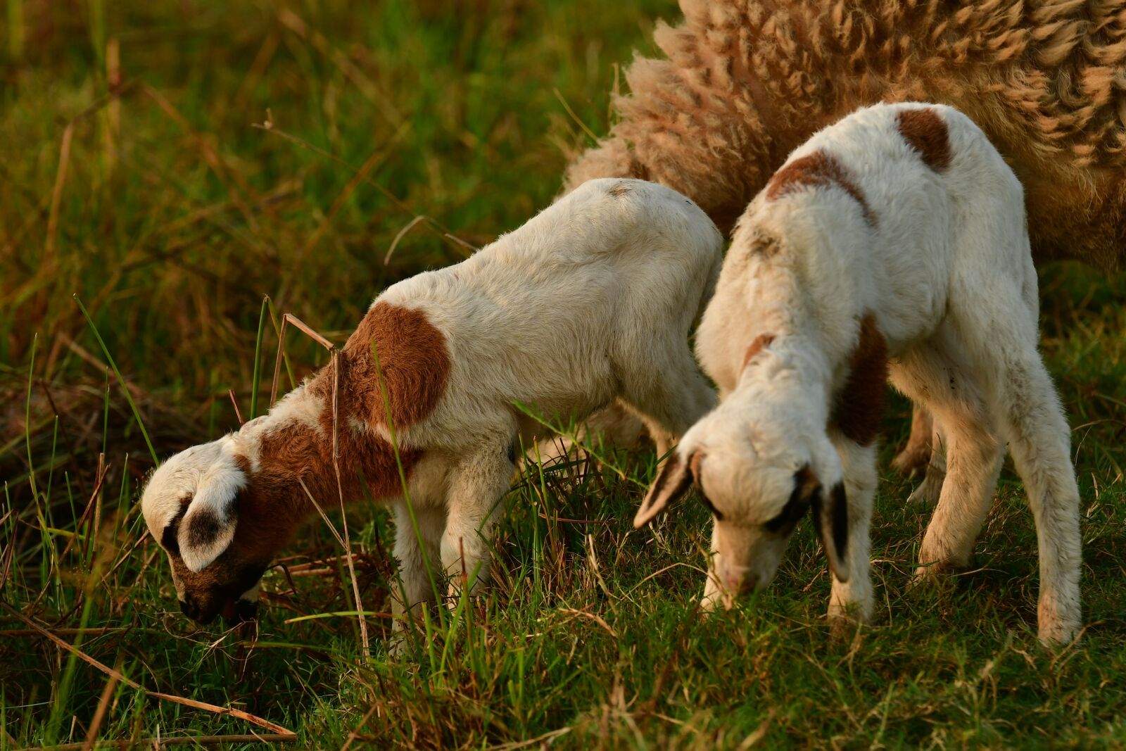 Nikon D500 sample photo. Goat, kid, lambs photography