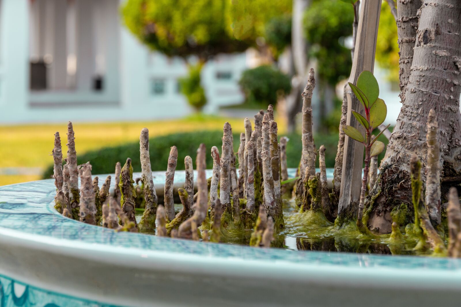 Nikon D5600 sample photo. Plant, green, tree photography