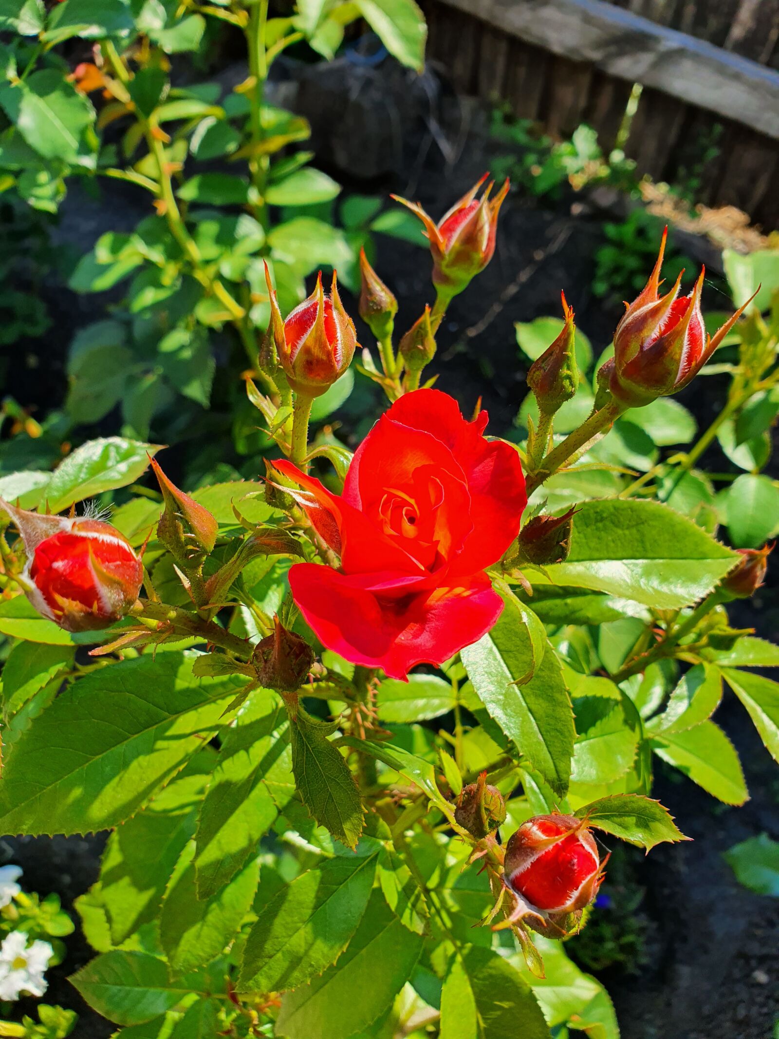 Samsung Galaxy S10 sample photo. Rose, beauty, red photography