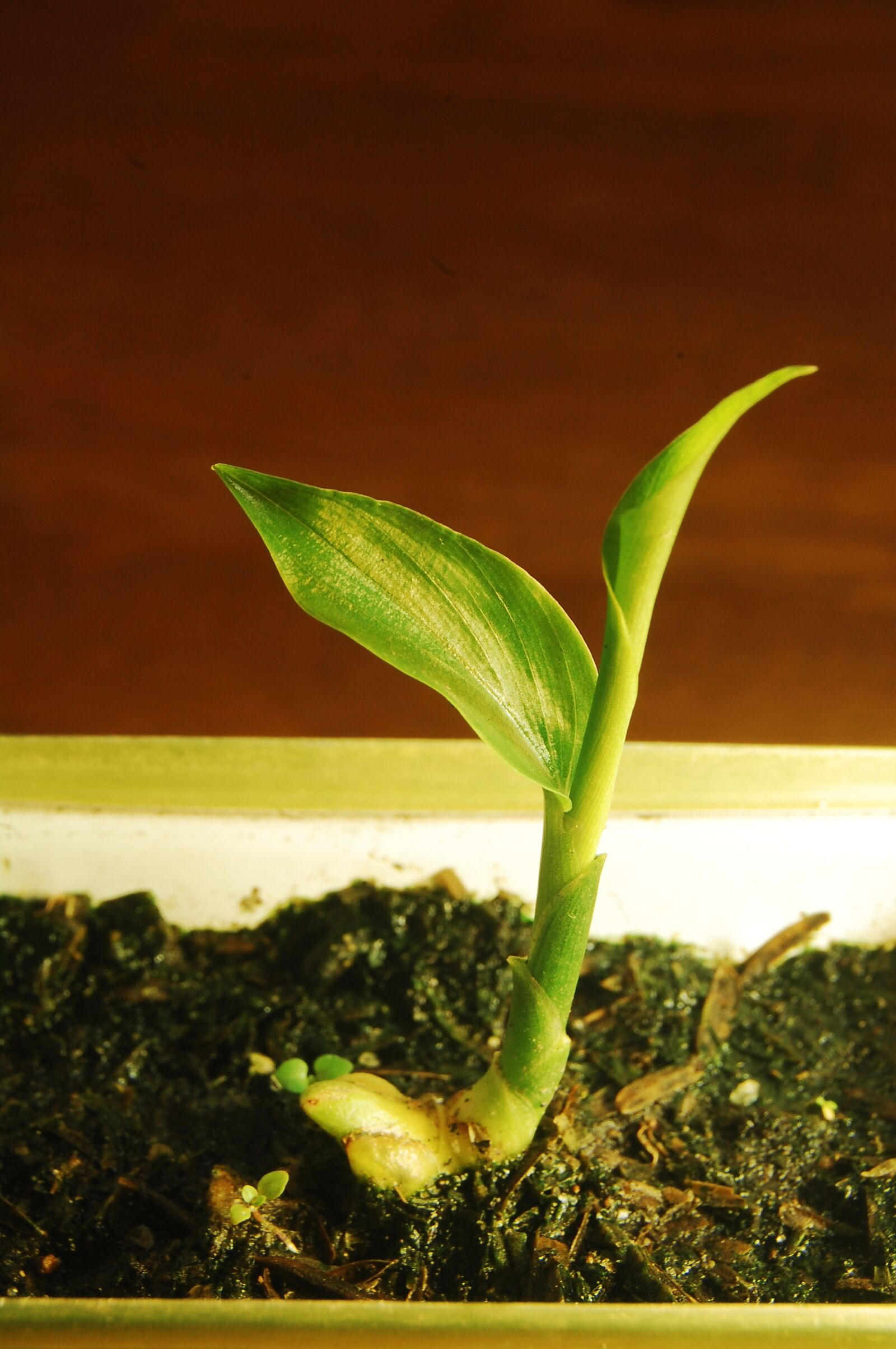 Nikon D40 sample photo. Ginger, root, shoot photography