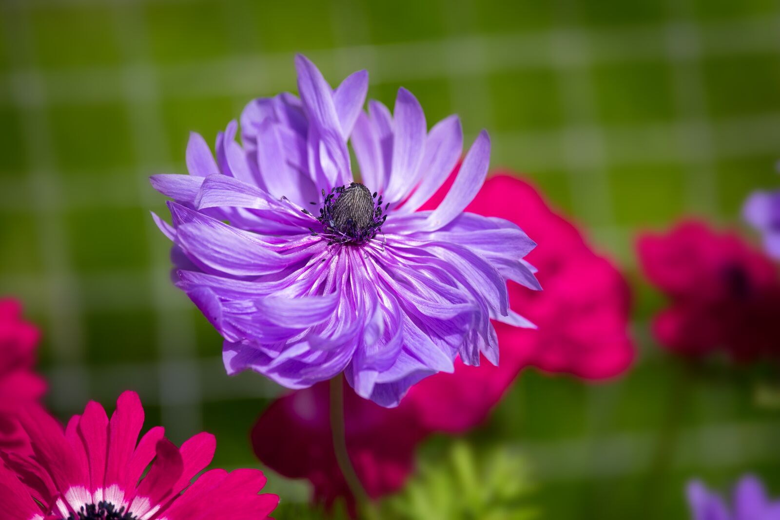 Nikon D750 sample photo. Anemone, flower, purple photography