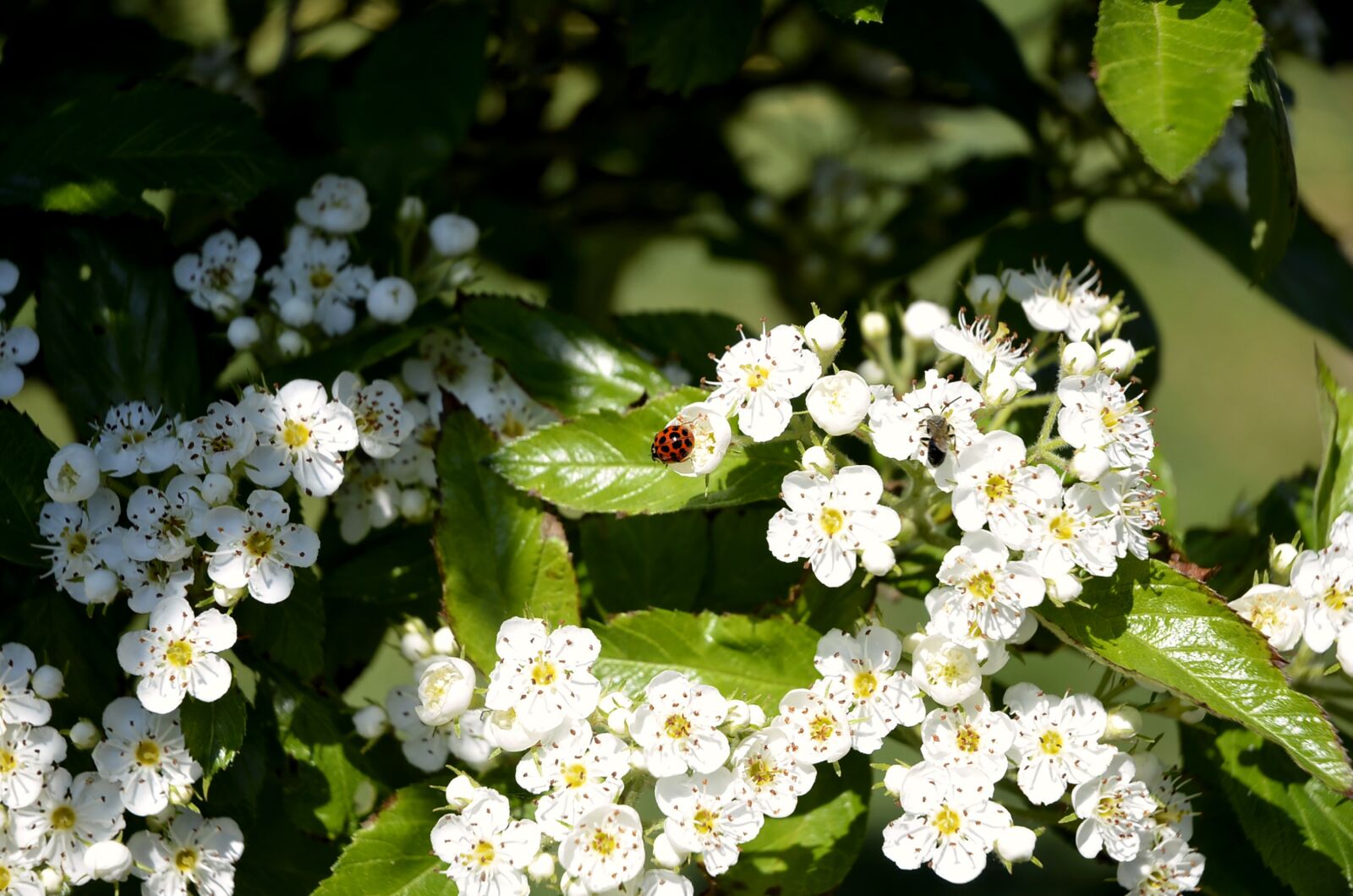 Nikon D7000 sample photo. Maikäfer, beetle, insect photography