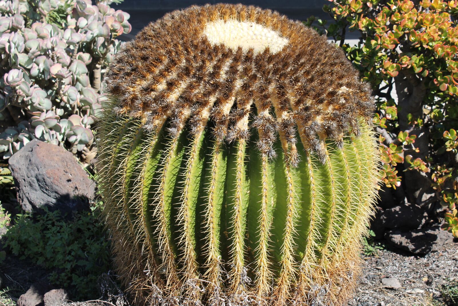Canon EOS 1100D (EOS Rebel T3 / EOS Kiss X50) sample photo. Cactus, plant, nature photography