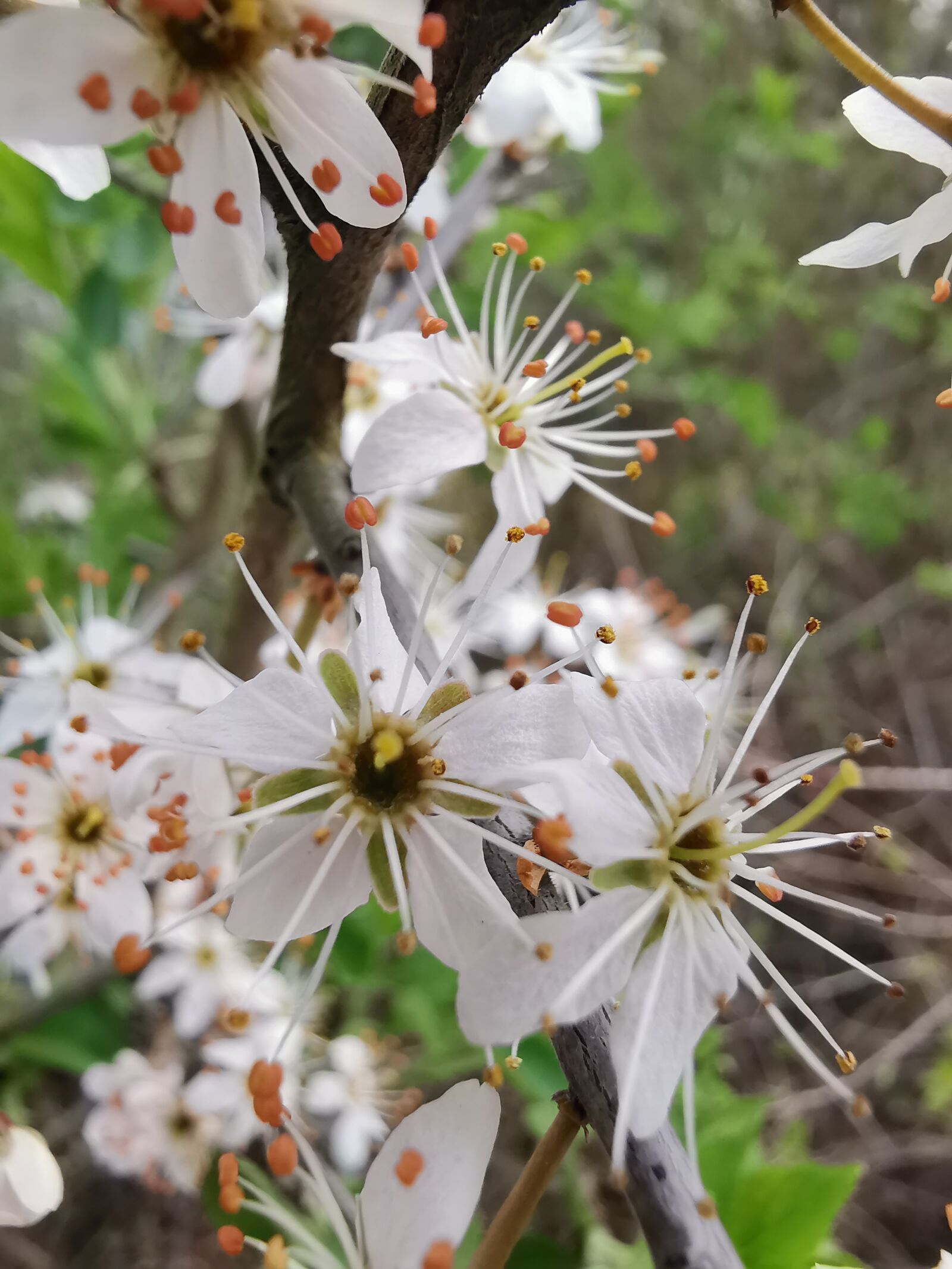 HUAWEI MATE 20 X sample photo. Spring, blossom, bloom photography
