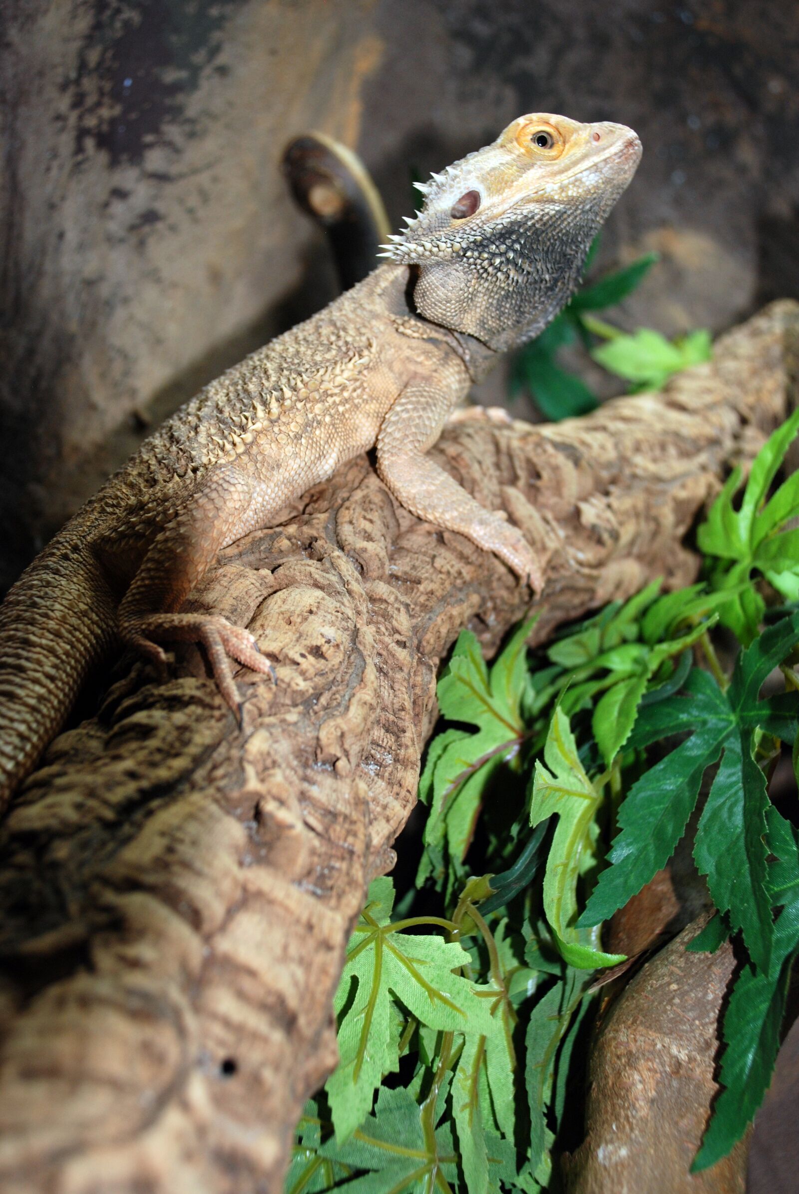 Nikon D80 sample photo. Reptile, zoo, nature photography