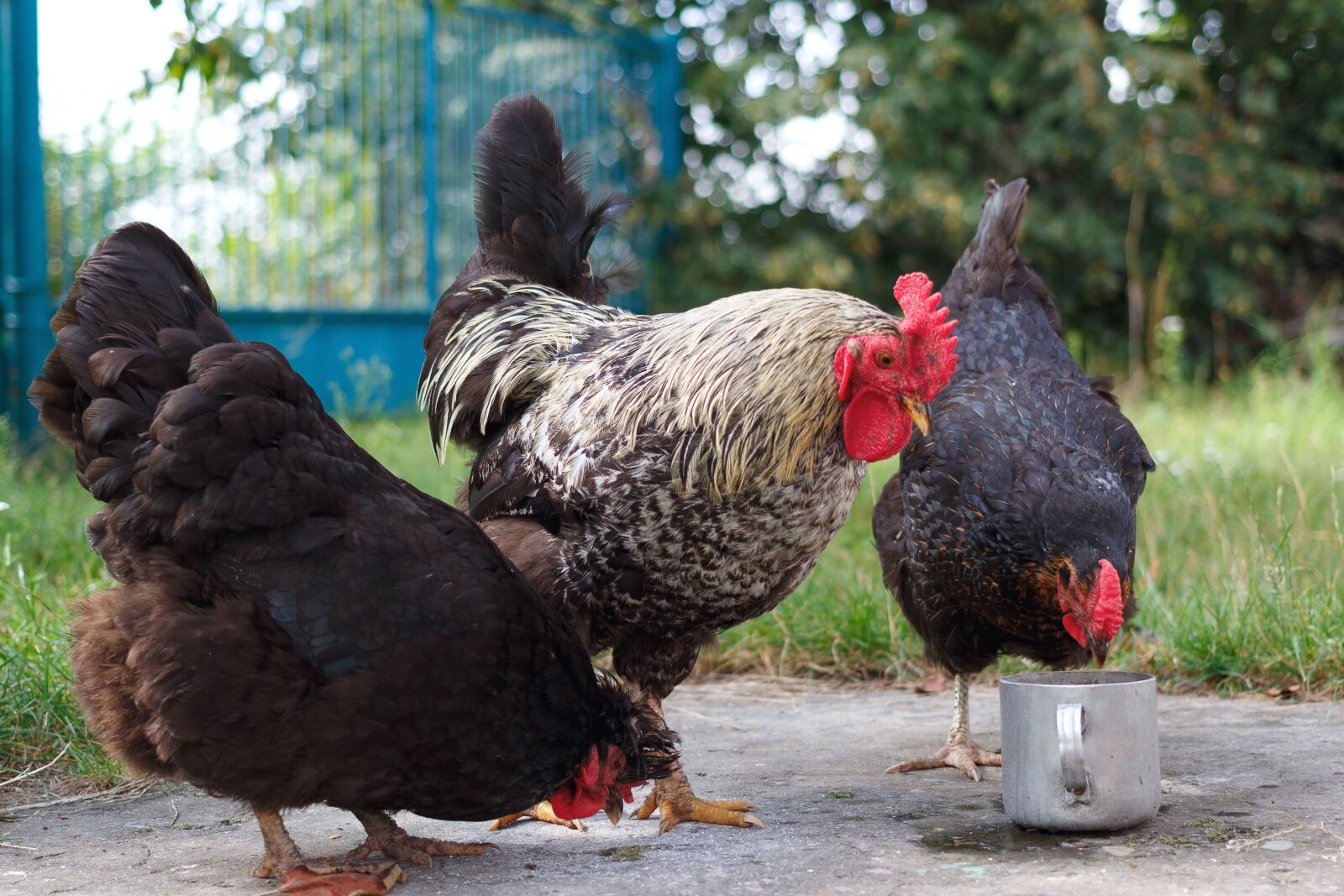 Canon EOS 100D (EOS Rebel SL1 / EOS Kiss X7) sample photo. Chicken, rooster, animal, feather photography