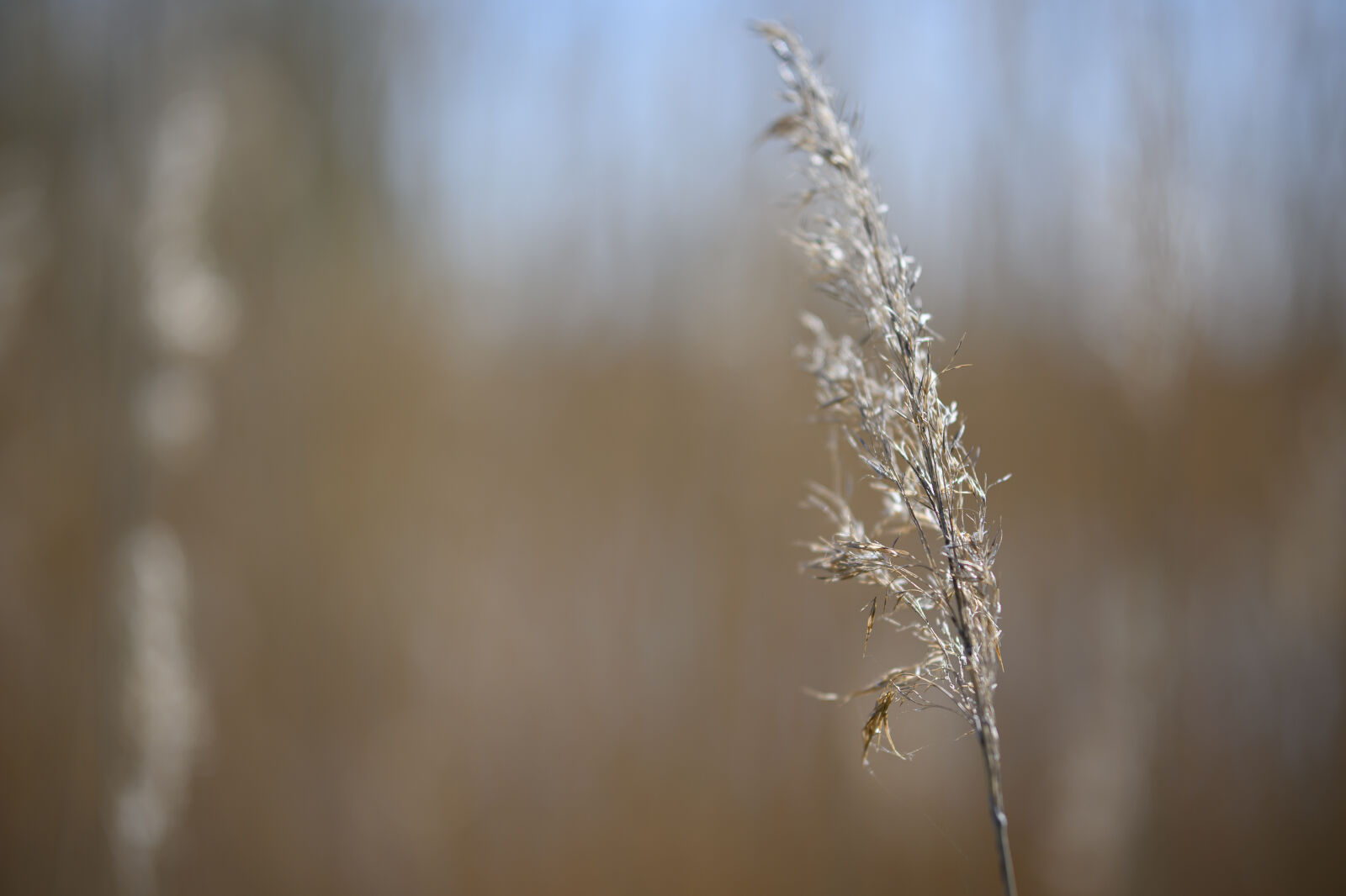 Nikon Z9 sample photo. Bokeh at the shore photography