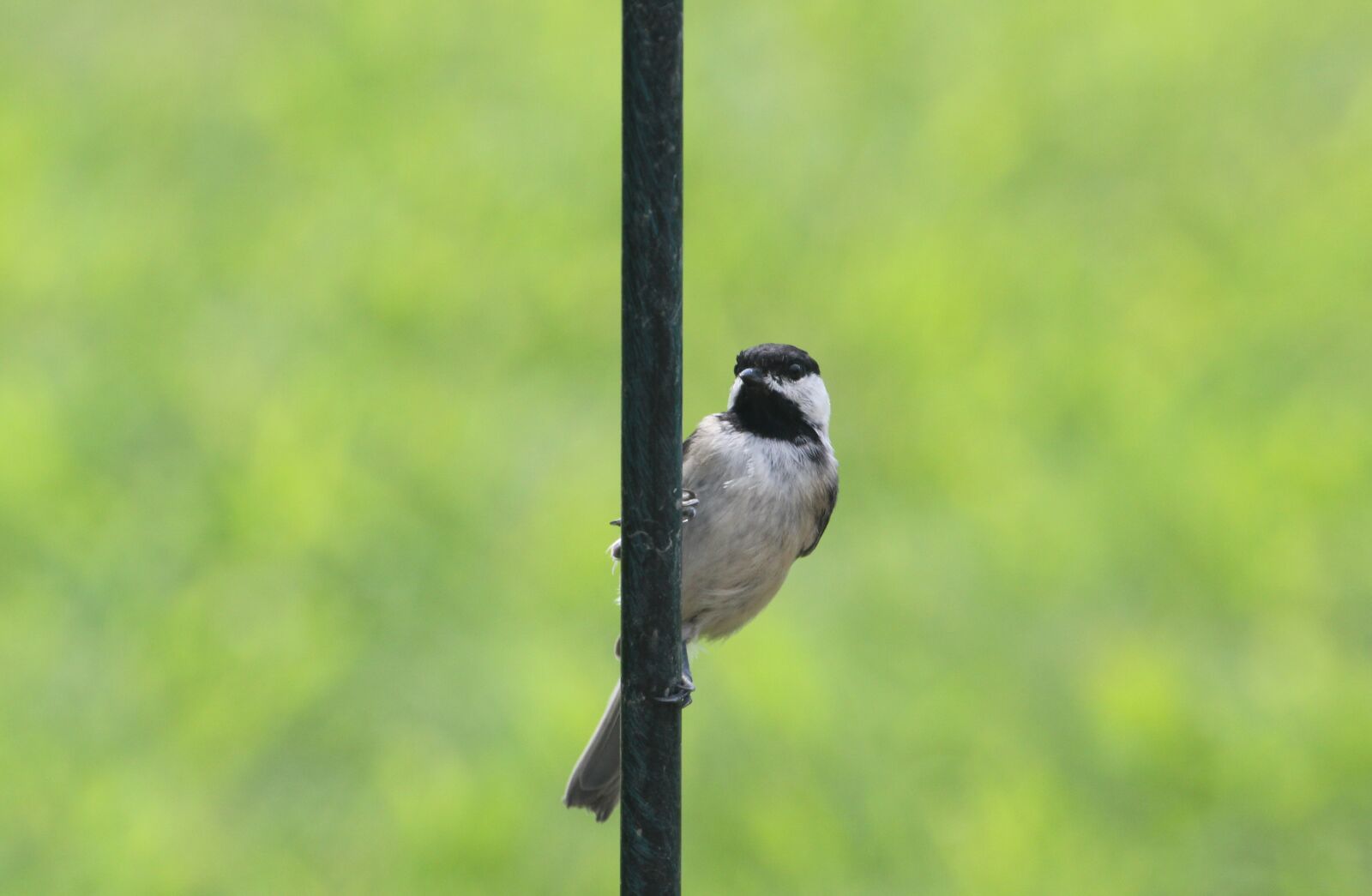 Canon EOS 550D (EOS Rebel T2i / EOS Kiss X4) sample photo. Bird, chickadee, nature photography