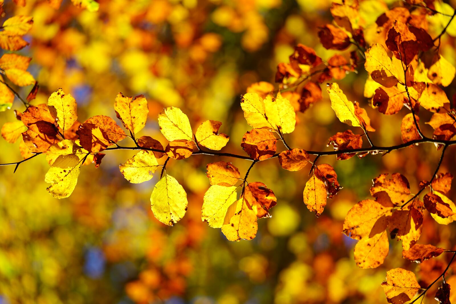 Sony a7R II + Sony FE 90mm F2.8 Macro G OSS sample photo. Leaves, autumn, golden photography