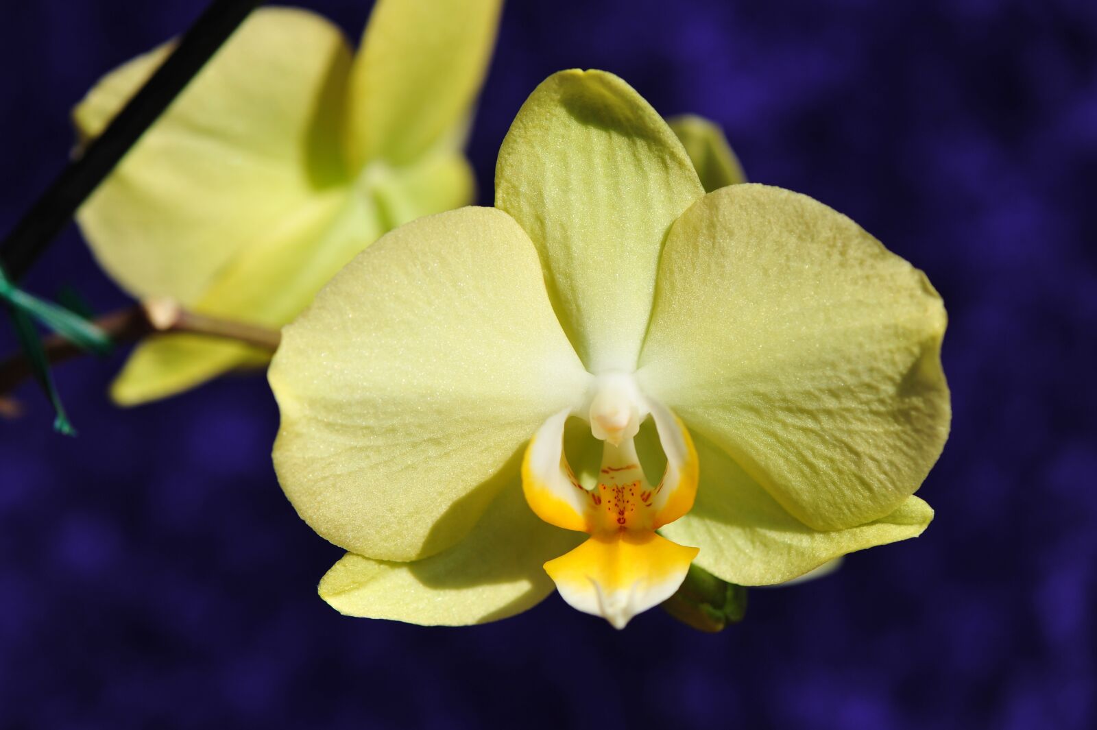 Nikon D700 sample photo. Flower, white orchid, potted photography
