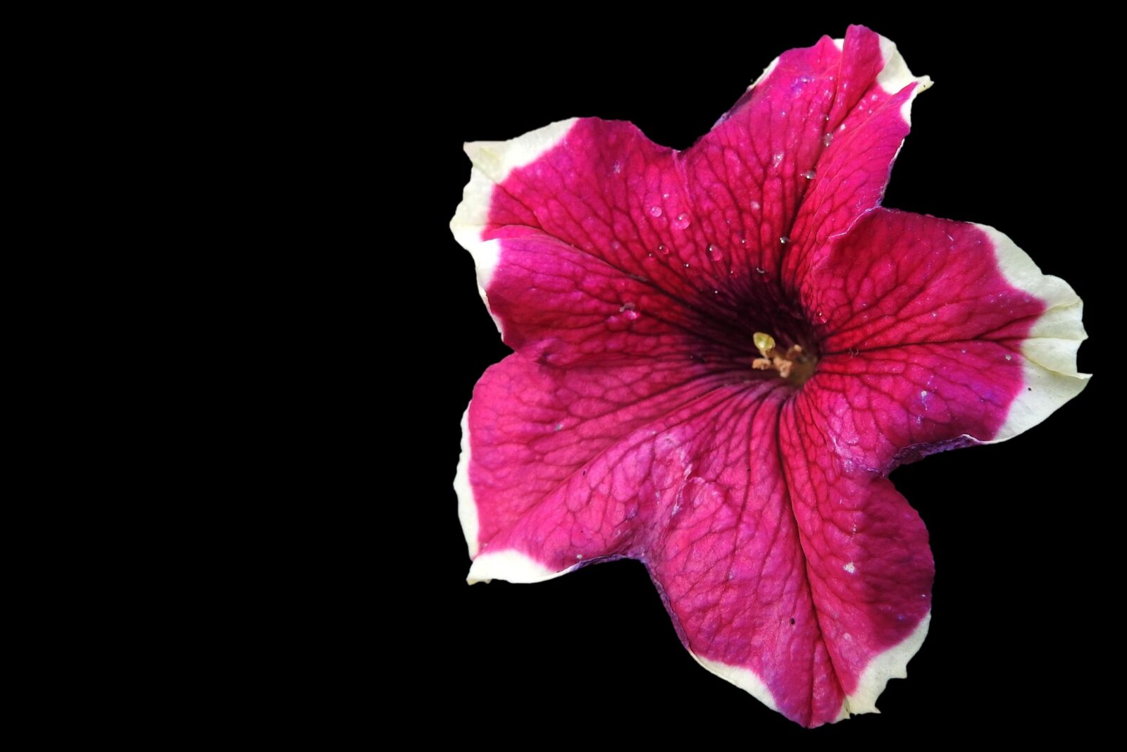 Nikon Coolpix P900 sample photo. Petunia, nachtschattengew chs, garden photography