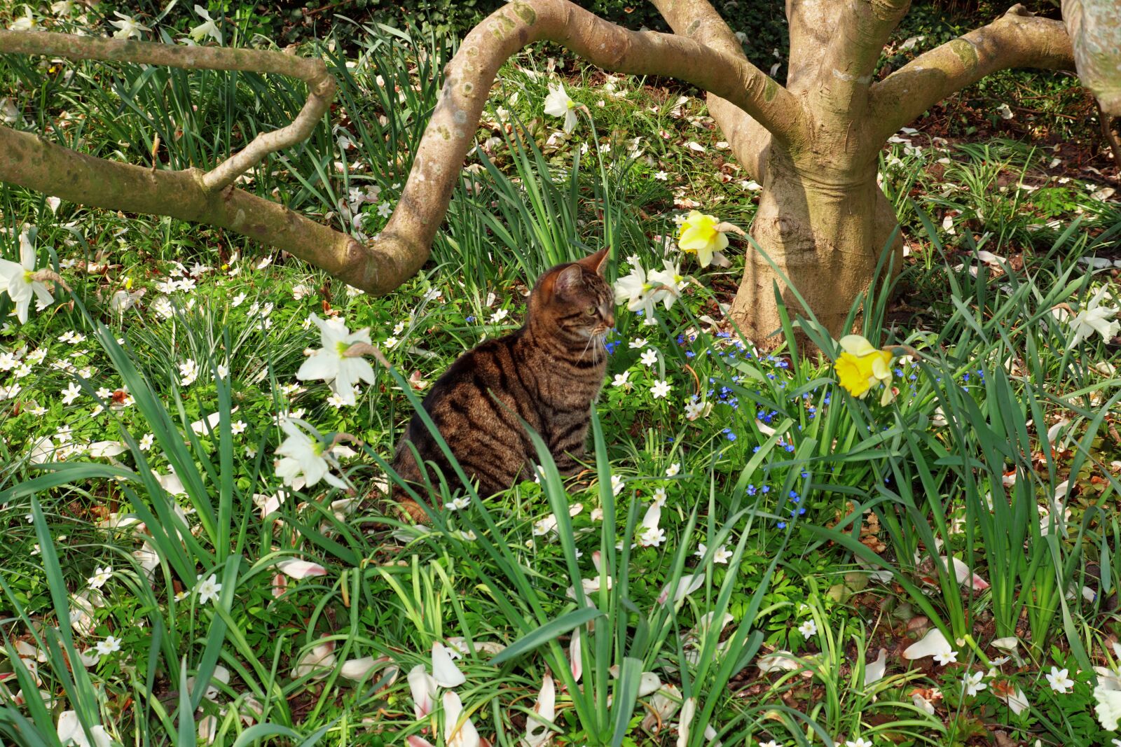 Sony SLT-A68 sample photo. Cat, garden, hidden photography