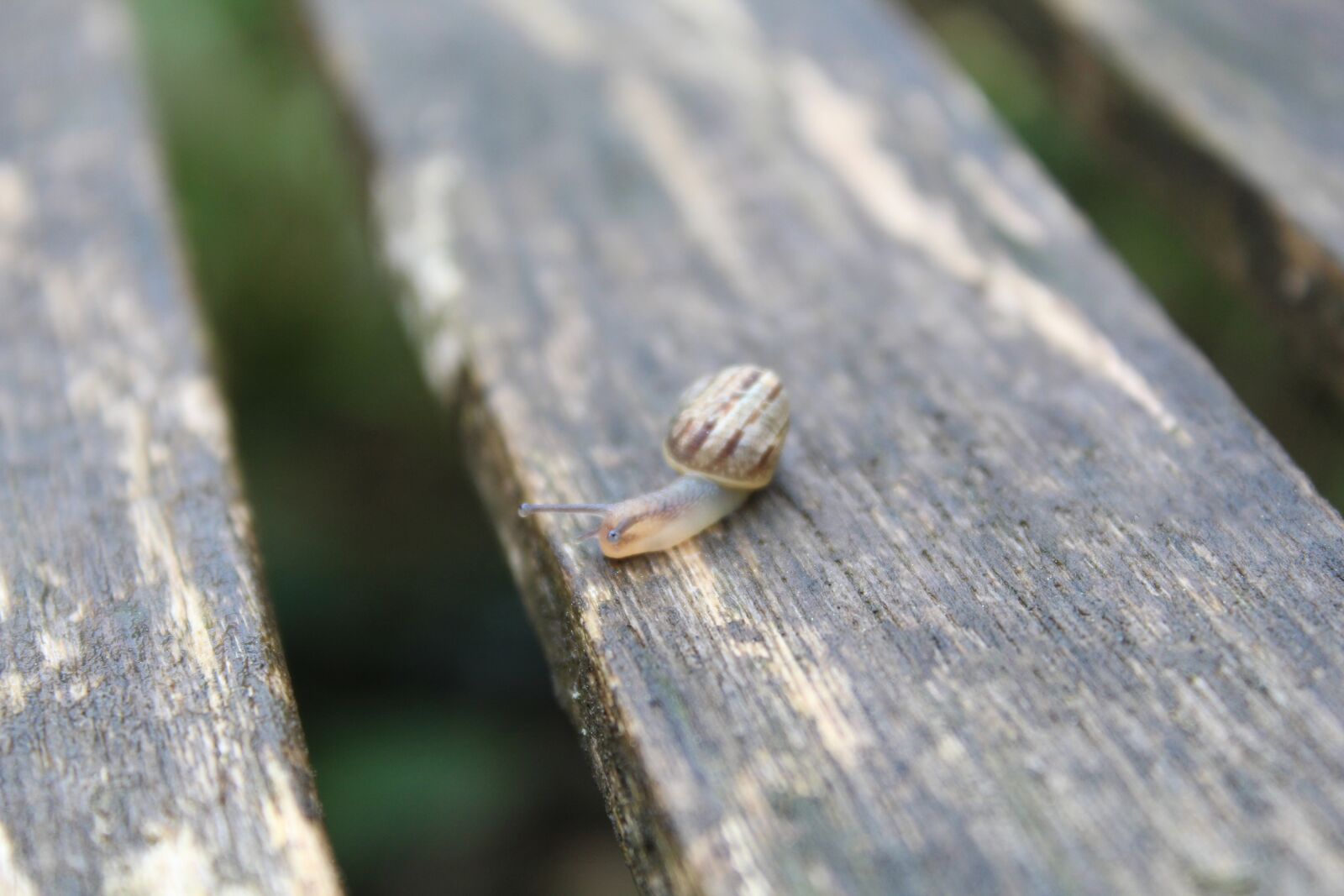 Canon EOS 1300D (EOS Rebel T6 / EOS Kiss X80) sample photo. Snail, nature, insect photography