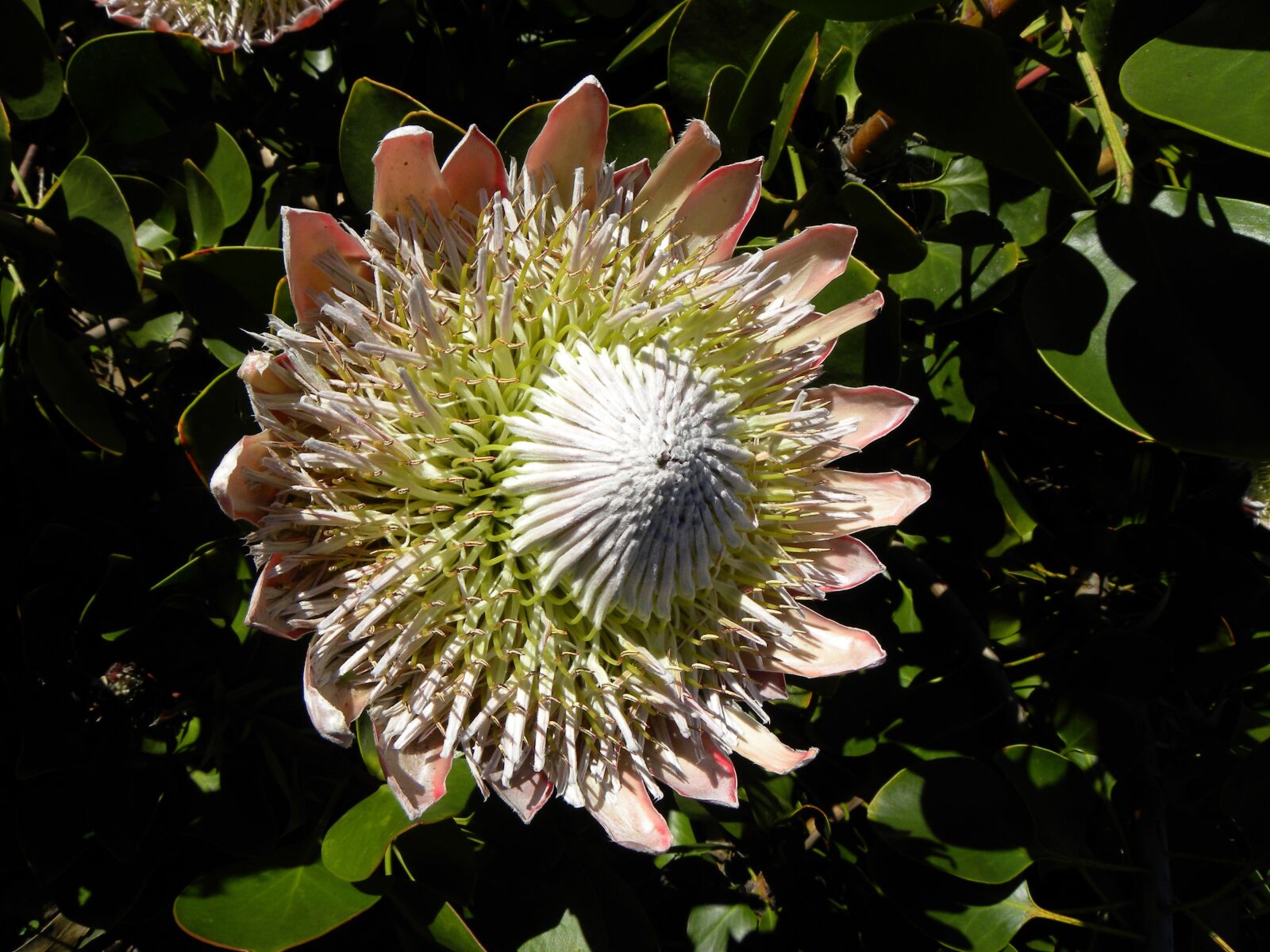 Nikon Coolpix P90 sample photo. Protea, flower, new zealand photography