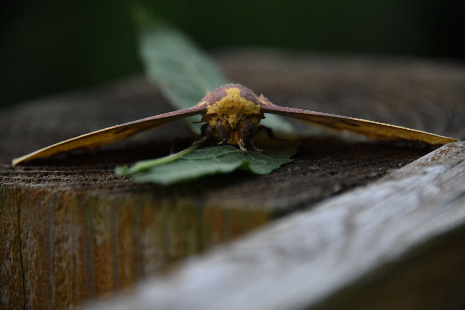 Nikon D850 sample photo. Imperial, moth, eacles photography