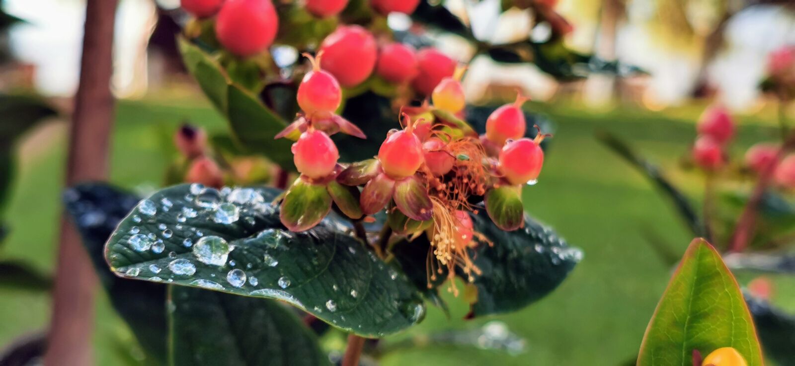 HUAWEI P30 Pro sample photo. Flowers, raindrops, nature photography