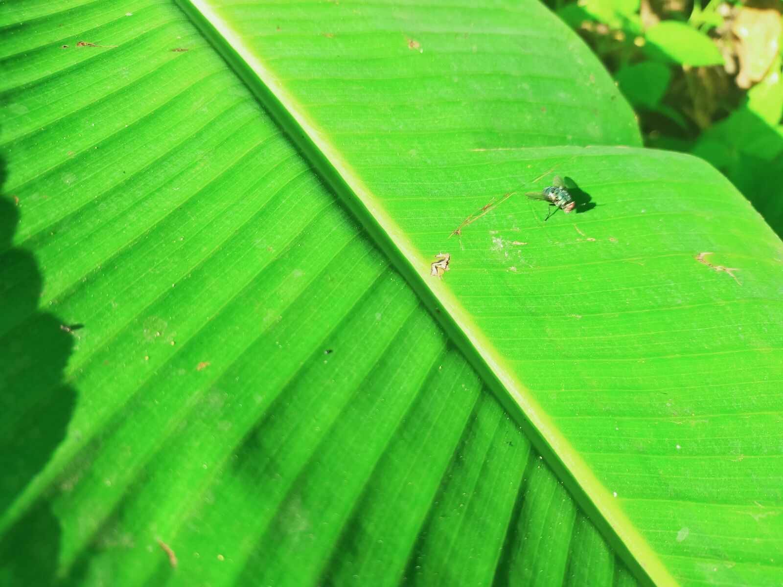 OPPO A9 2020 sample photo. Leaf, green, flies photography