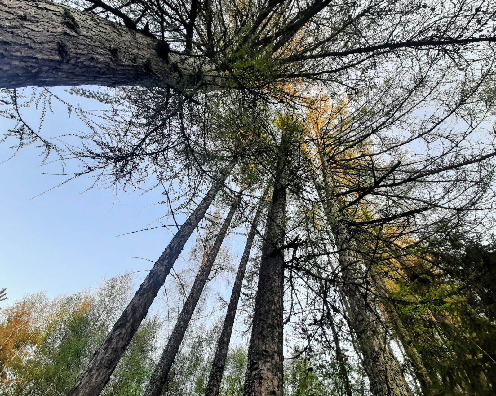 Samsung Galaxy A50 sample photo. Tree, trees, green photography