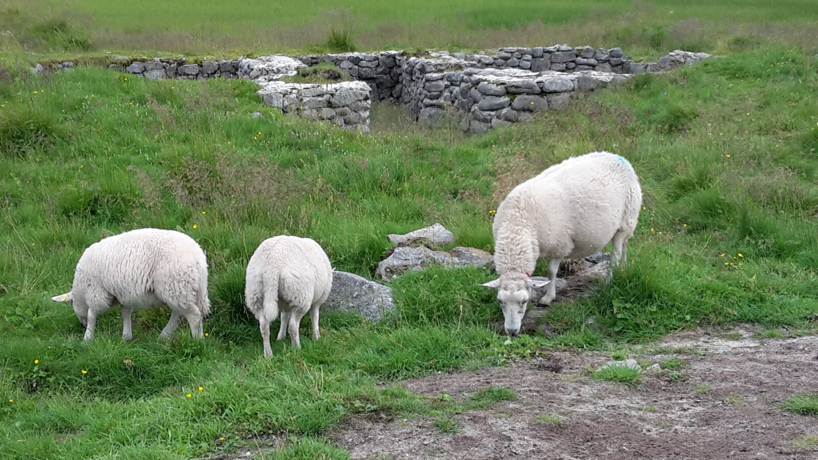 Samsung Galaxy S5 Mini sample photo. Sheep, nature, landscapes photography