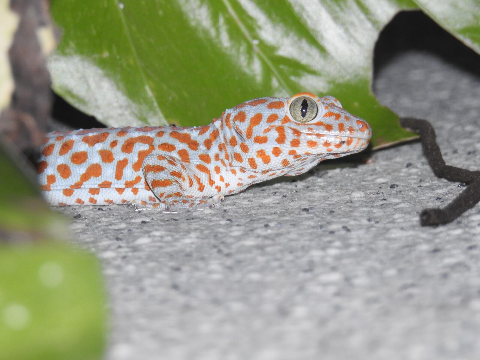 Nikon Coolpix P900 sample photo. Tukkae, thailand, lizard photography