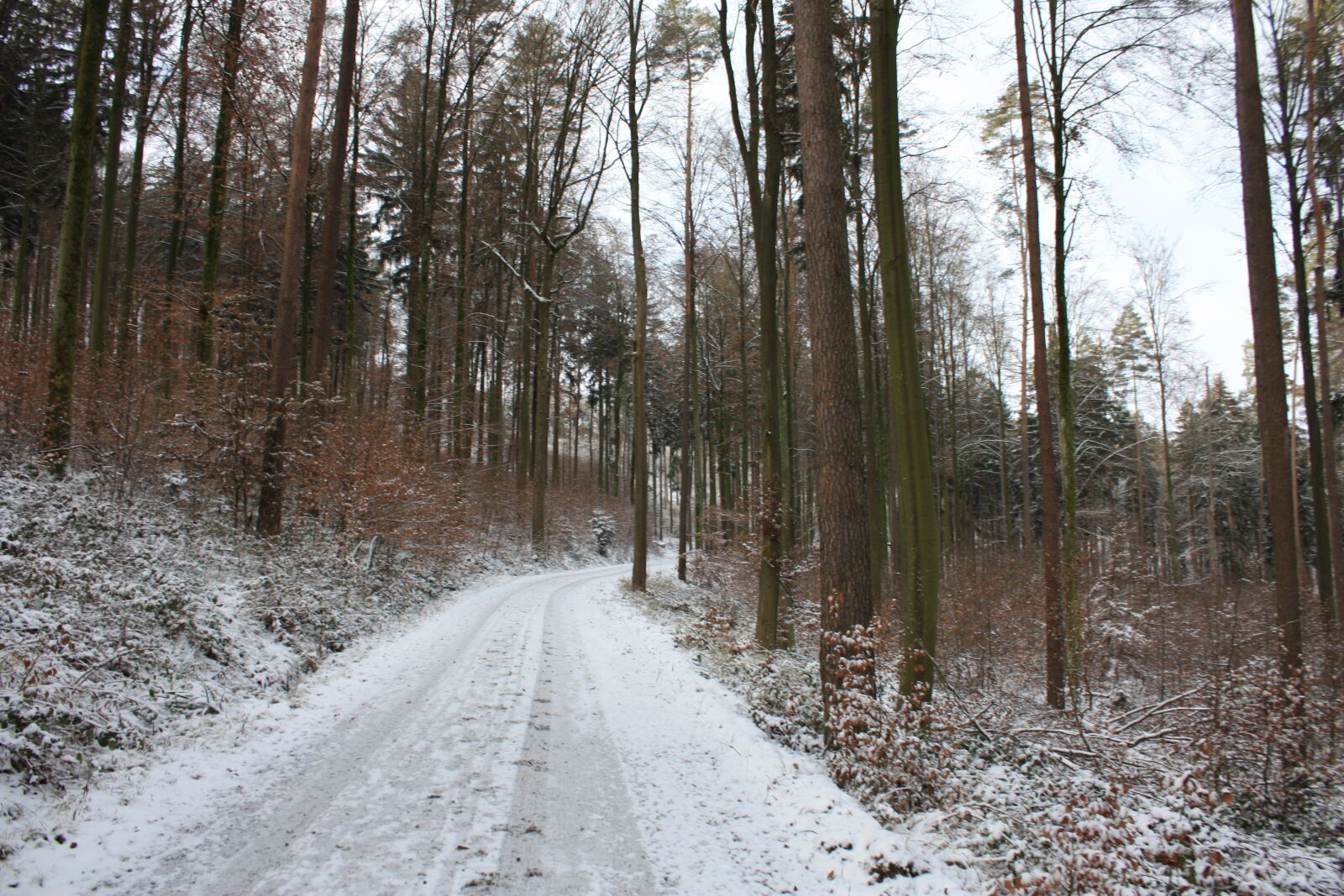 Canon EOS 450D (EOS Rebel XSi / EOS Kiss X2) sample photo. Winter, away, forest photography