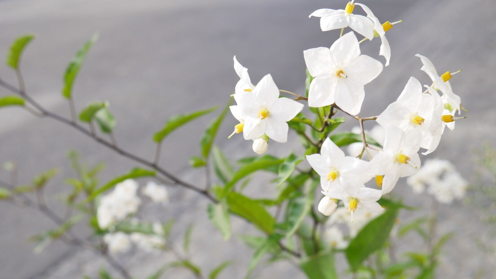 Panasonic DMC-G70 sample photo. Flower, summer, greens photography