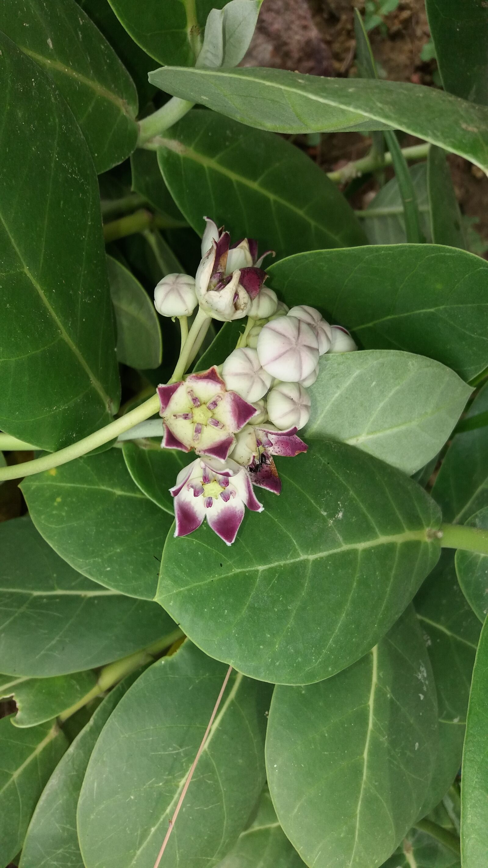 Samsung Galaxy J5 sample photo. Aakha, all, beautiful, flowers photography