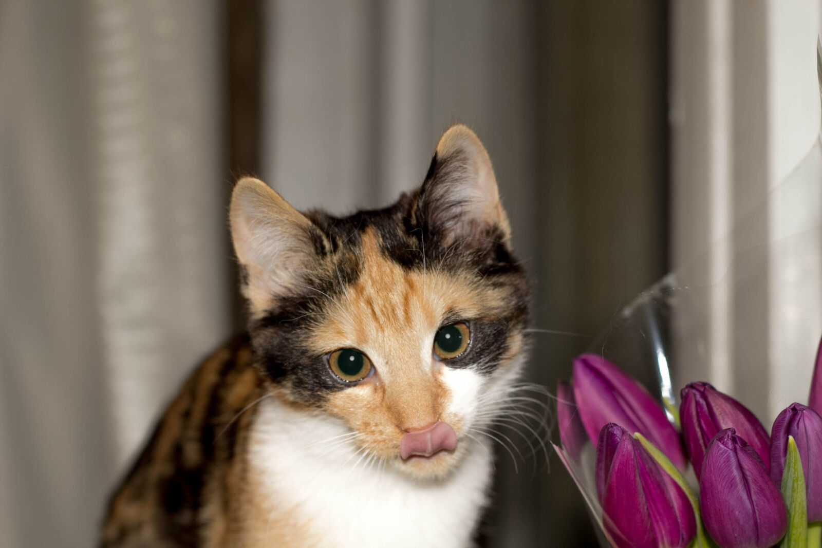 Canon EOS 60D + Canon EF 50mm F1.8 II sample photo