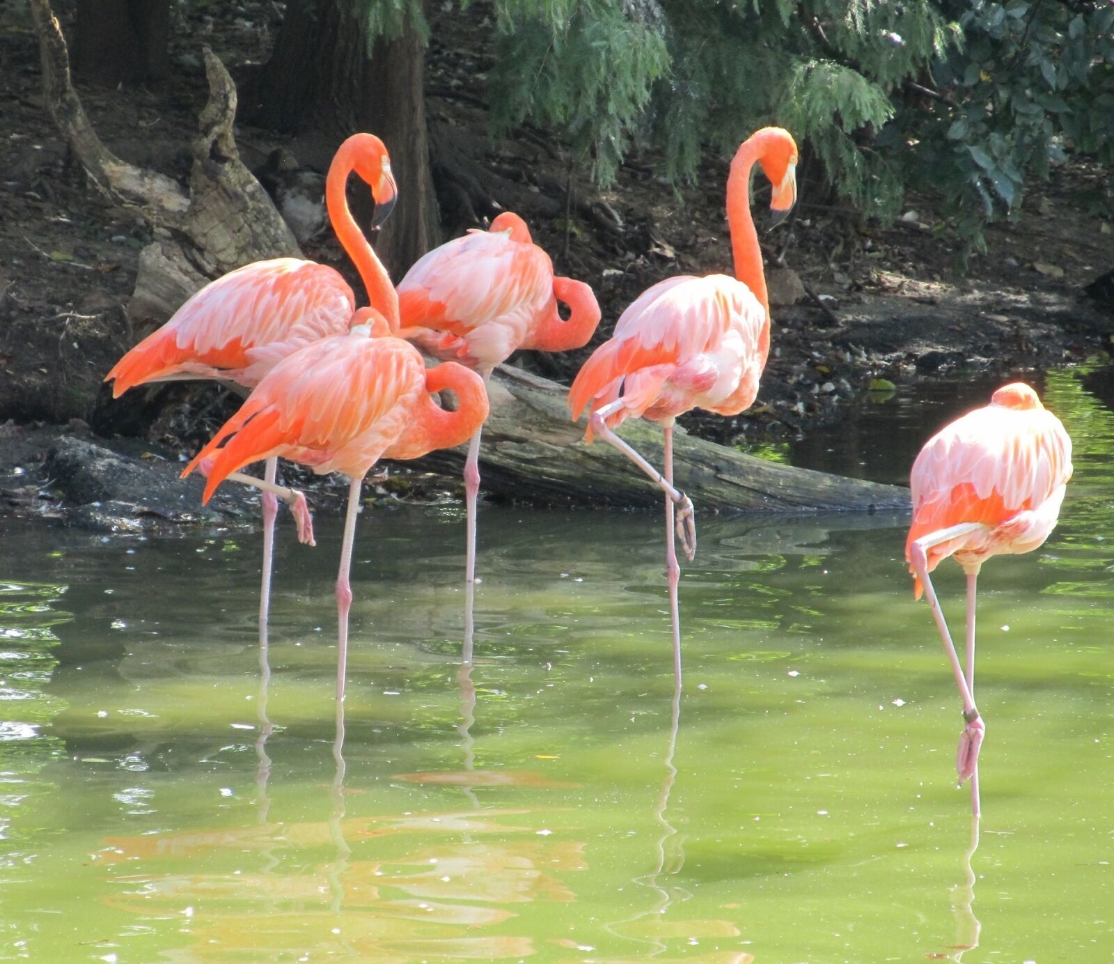 Canon PowerShot SX130 IS sample photo. Pink flamingos, birds, wild photography